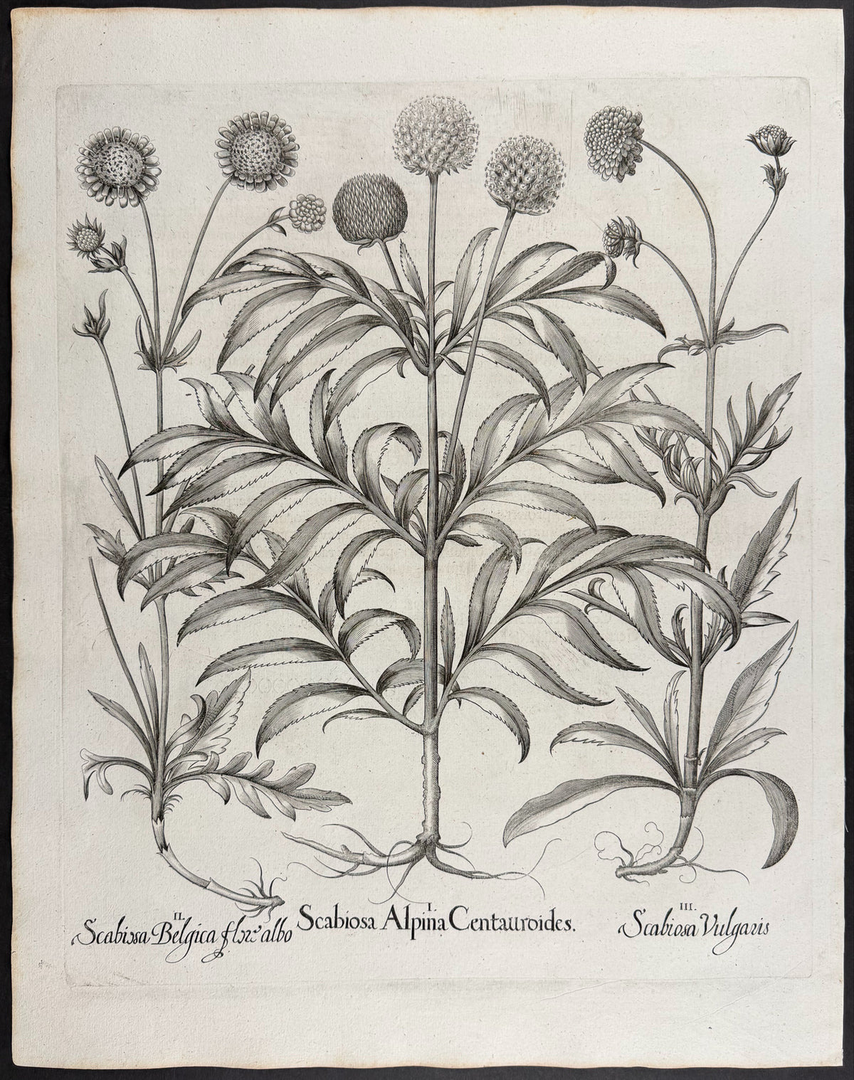 Alpine Scabious [Scabiosa Alpina]; Field Scabious [Scabiosa Vulgaris]; Belgian Scabious [Scabiosa Belgica]