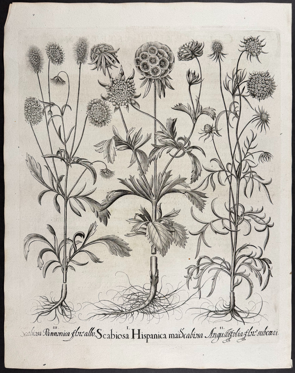 Spanish Scabious [Scabiosa Hispanica]; Narrow-leaved Phlox [Angustisfolia flox]; Pannonian Scabious [Scabiosa Pannonica]