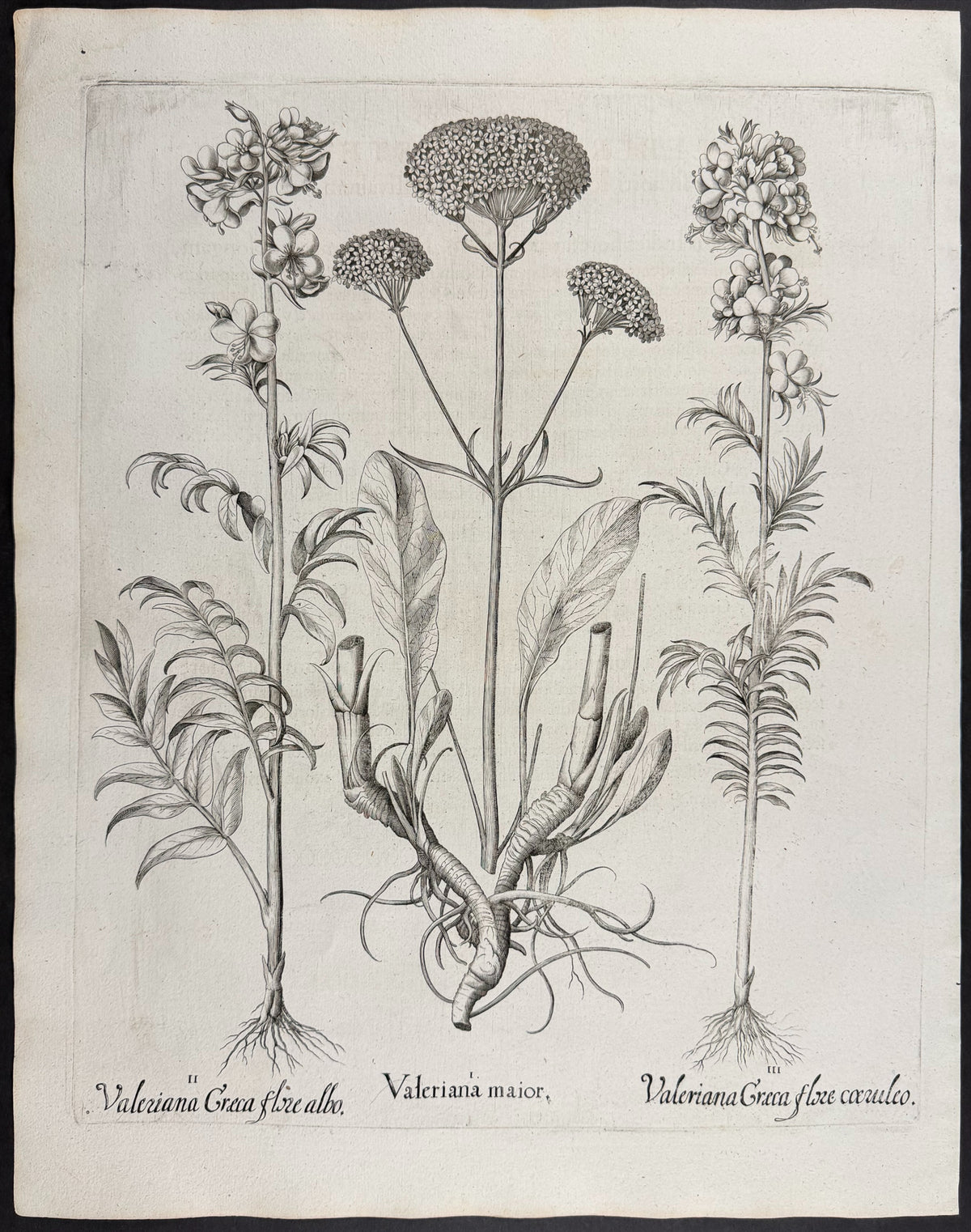 Great Valerian [Valeriana maior]; Greek Valerian (Jacob's Ladder) [Valeriana Graeca]; Greek Valerian (Jacob's Ladder) [Valeriana Graeca]