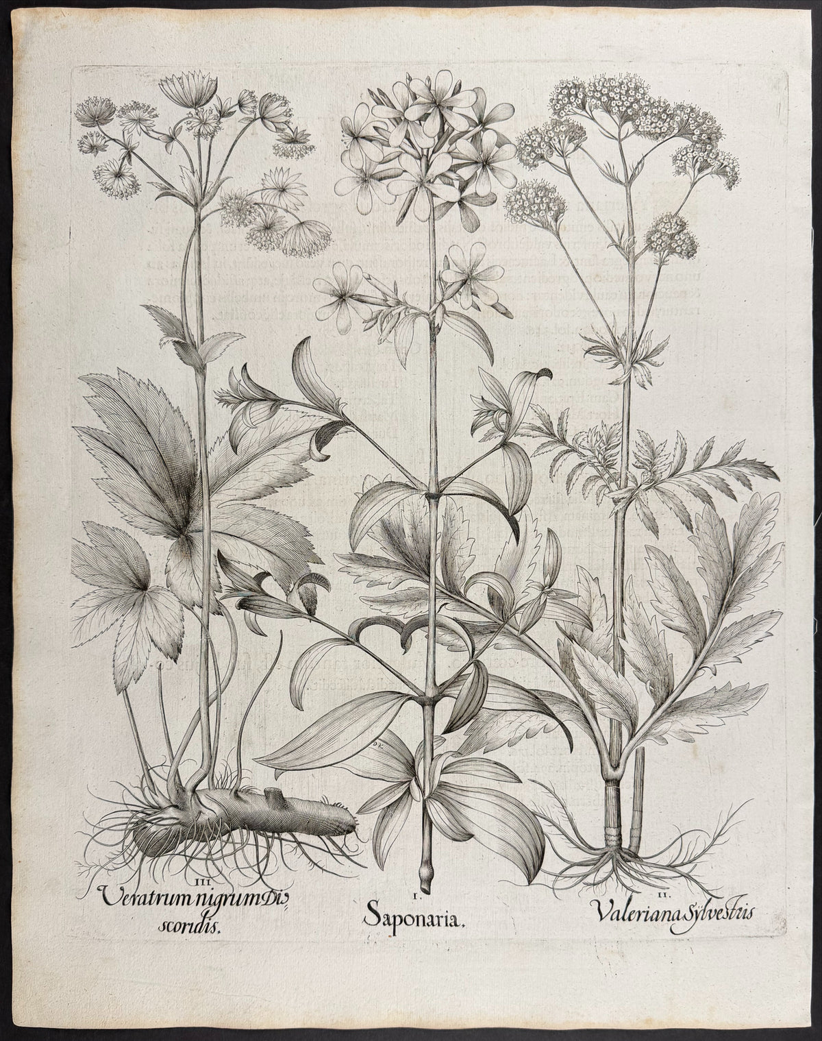 Soapwort [Saponaria]; Wild Valerian [Valeriana Sylvestris]; Black Hellebore [Veratrum nigrum]