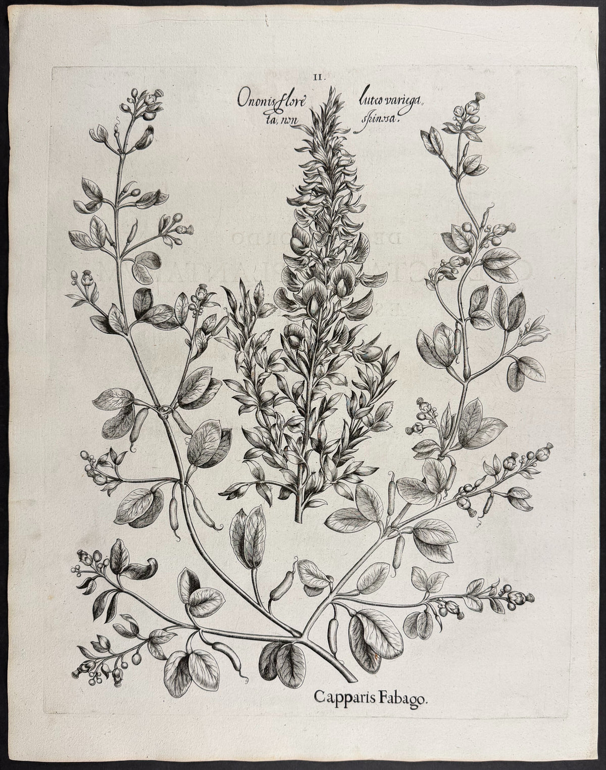 Bean Caper [Capparis Fagago]; Flowering Restharrow [Ononis flore]