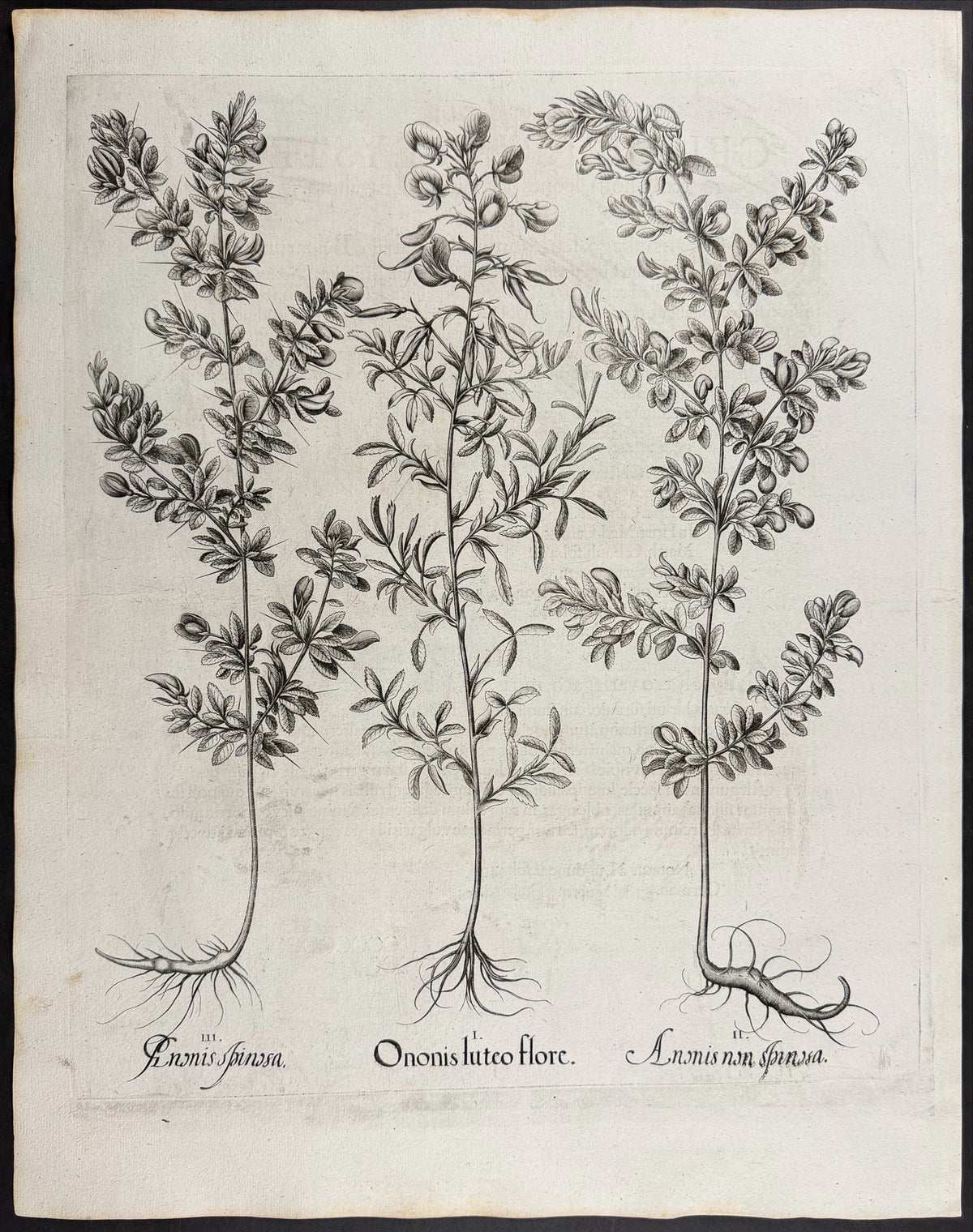 Yellow Restharrow [Ononis luteo]; Restharrow variation [Anonis non]; Spiny Restharrow [Anonis spinosa]