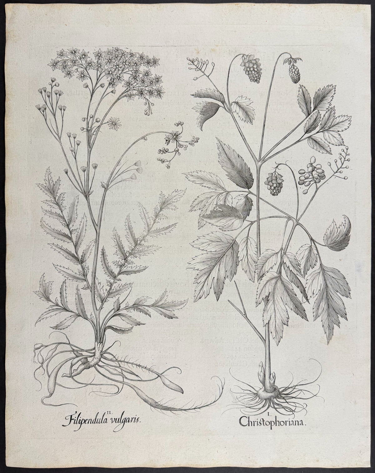 Herb Christopher (Baneberry) [Christophoriana]; Dropwort [Filipendula vulgaris]
