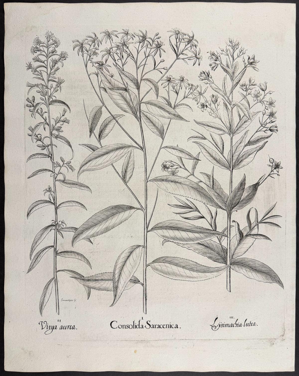 Saracen's Woundwort [Consolida saracenica]; Goldenrod [Virga aurea]; Yellow Loosestrife [Lysimachia lutea]