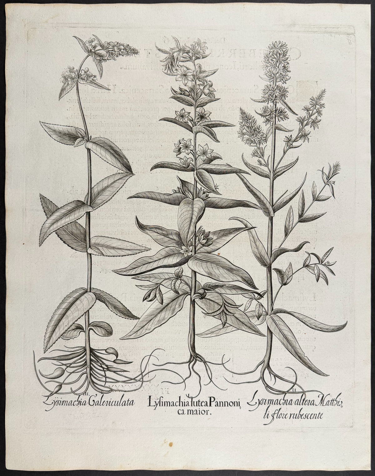 Yellow Loosestrife [Lysimachia lutea]; Alternate Loosestrife [Lysimachia altera]; Skullcap Loosestrife [Lysimachia Galericulata]
