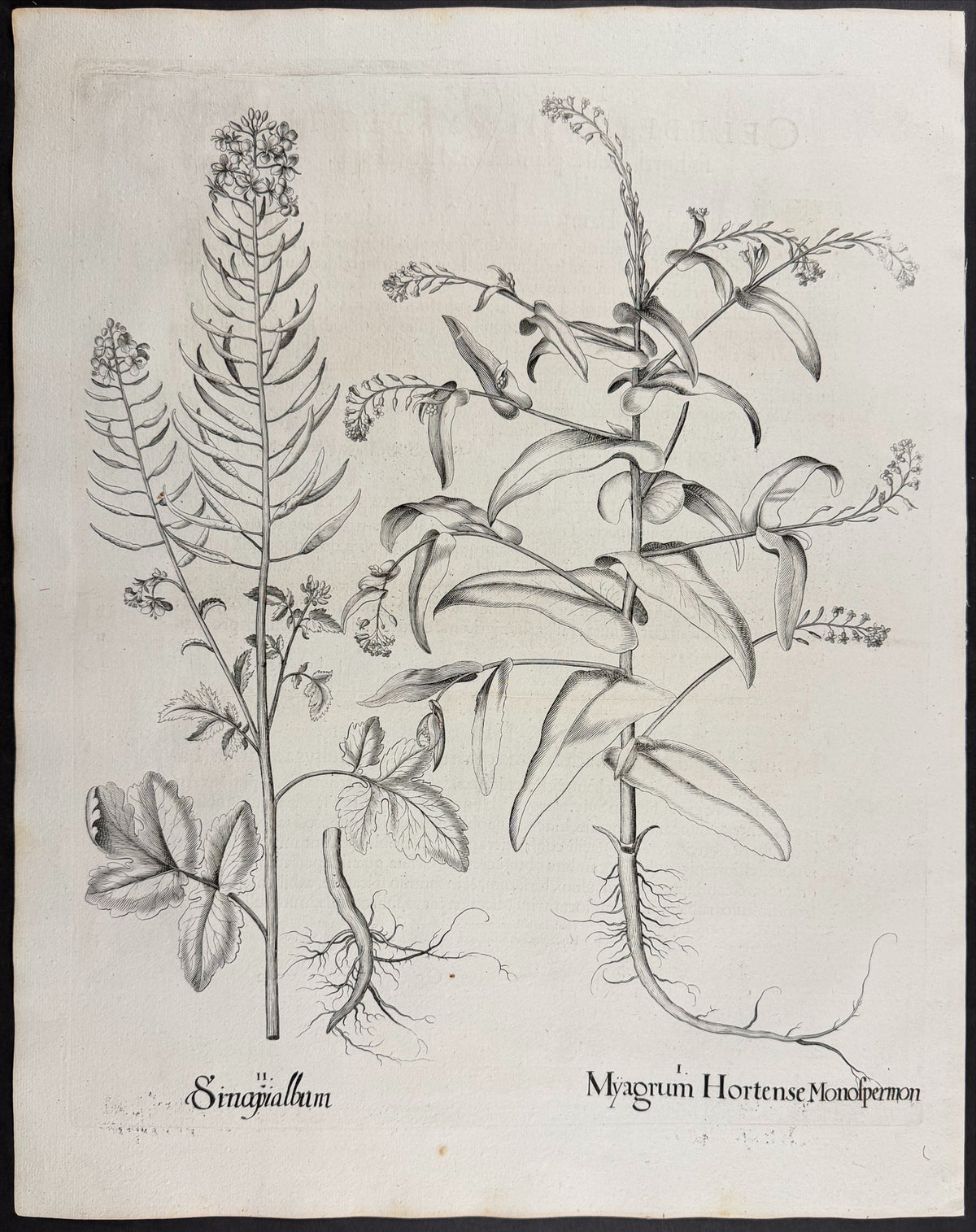 Gold-of-Pleasure [Myagrum Hortense]; White Mustard [Sinapialbum]