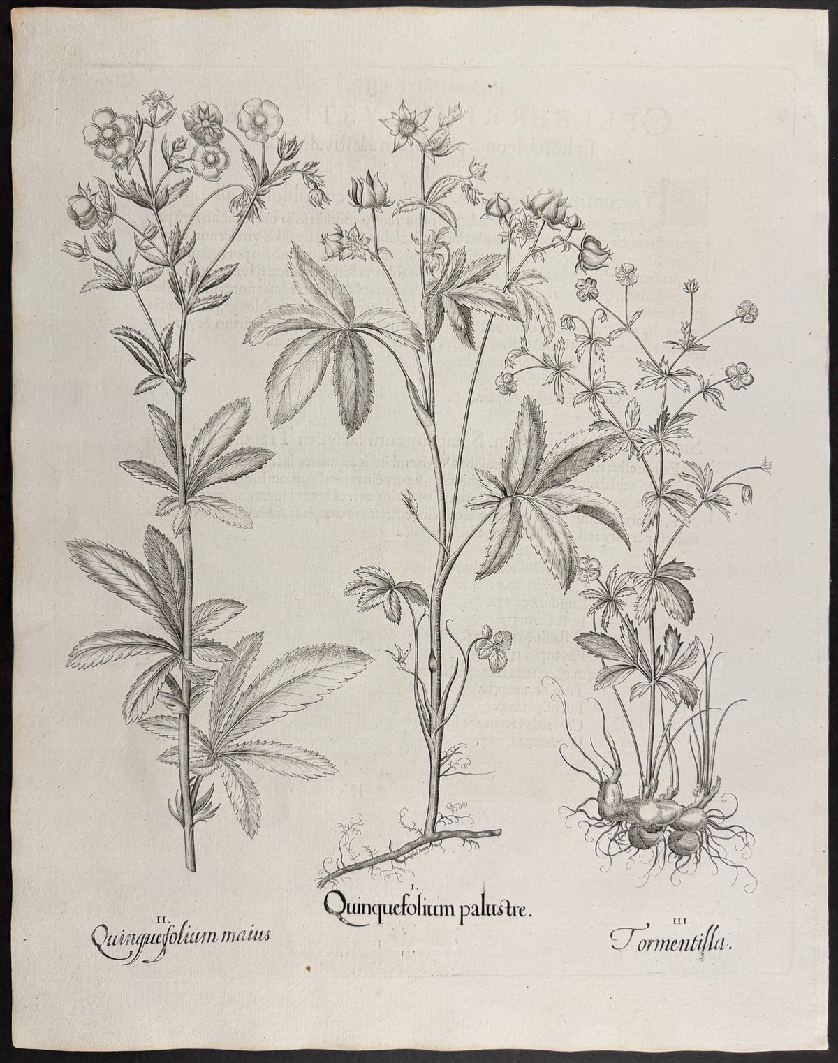 Marsh Cinquefoil [Quinquefolium palustre]; Great Cinquefoil [Quinquefolium maius]; Tormentil [Tormentilla]