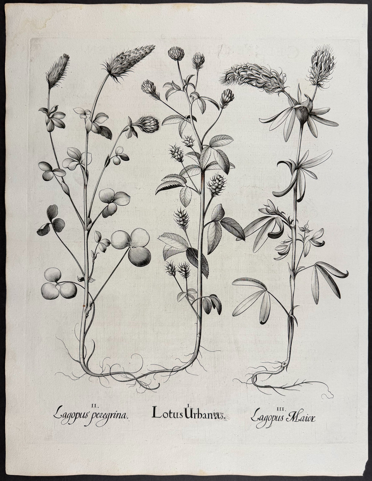 Cultivated Lotus [Lotus Urbanus]; Great Hare's Foot Trefoil [Lagopus Maior]; Foreign Hare's Foot [Lagopus peregrina]
