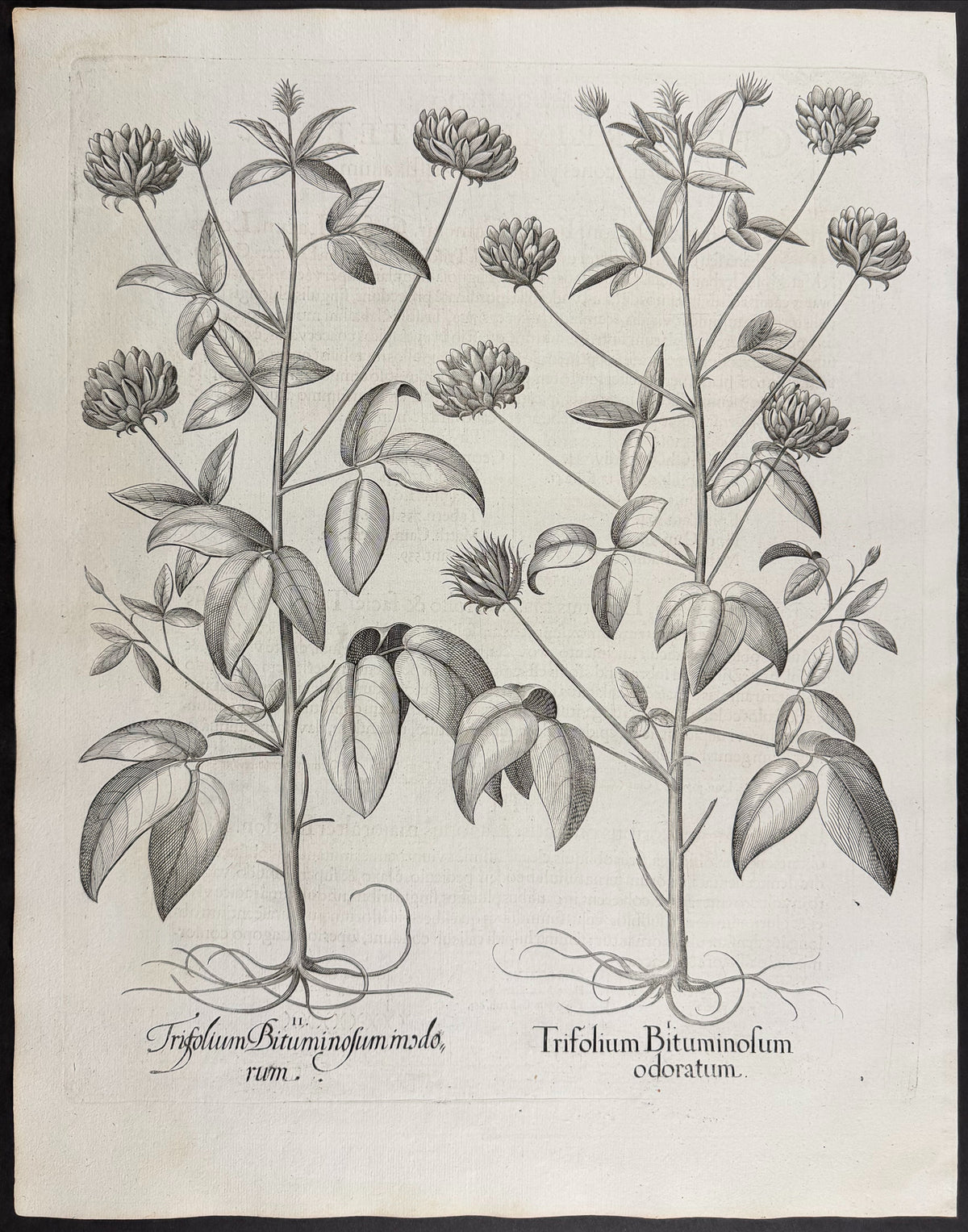 Bitumen Trefoil [Trifolium Bituminosum]