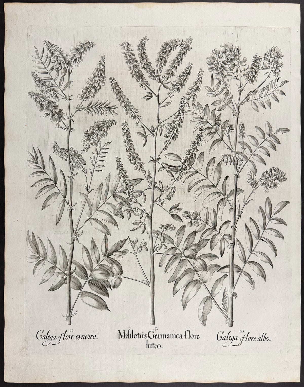 German Sweet Clover [Melilotus Germanica]; Flowering Goat's Rue [Galega flore]; Flowering Goat's Rue [Galega flore]