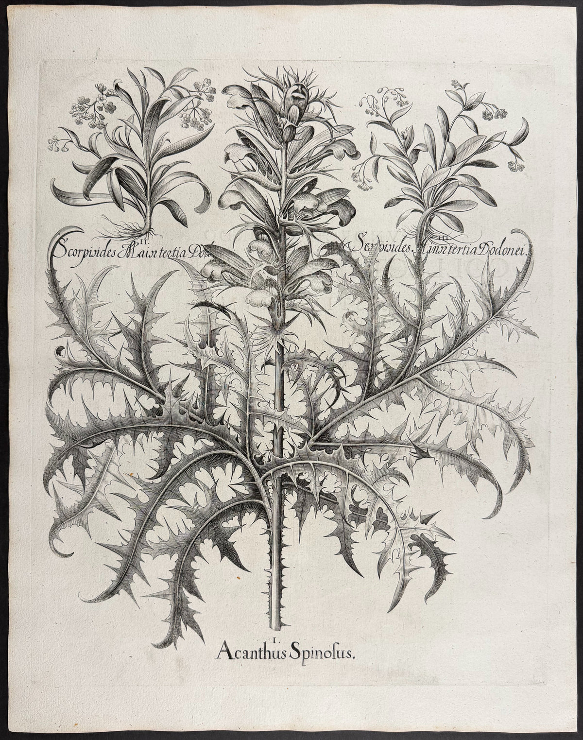 Spiny Bear's Breeches [Acanthus Spinosus]; Greater Caterpillar-grass [Scorpioides Maior]; Lesser Caterpillar-grass [Scorpioides Minor]