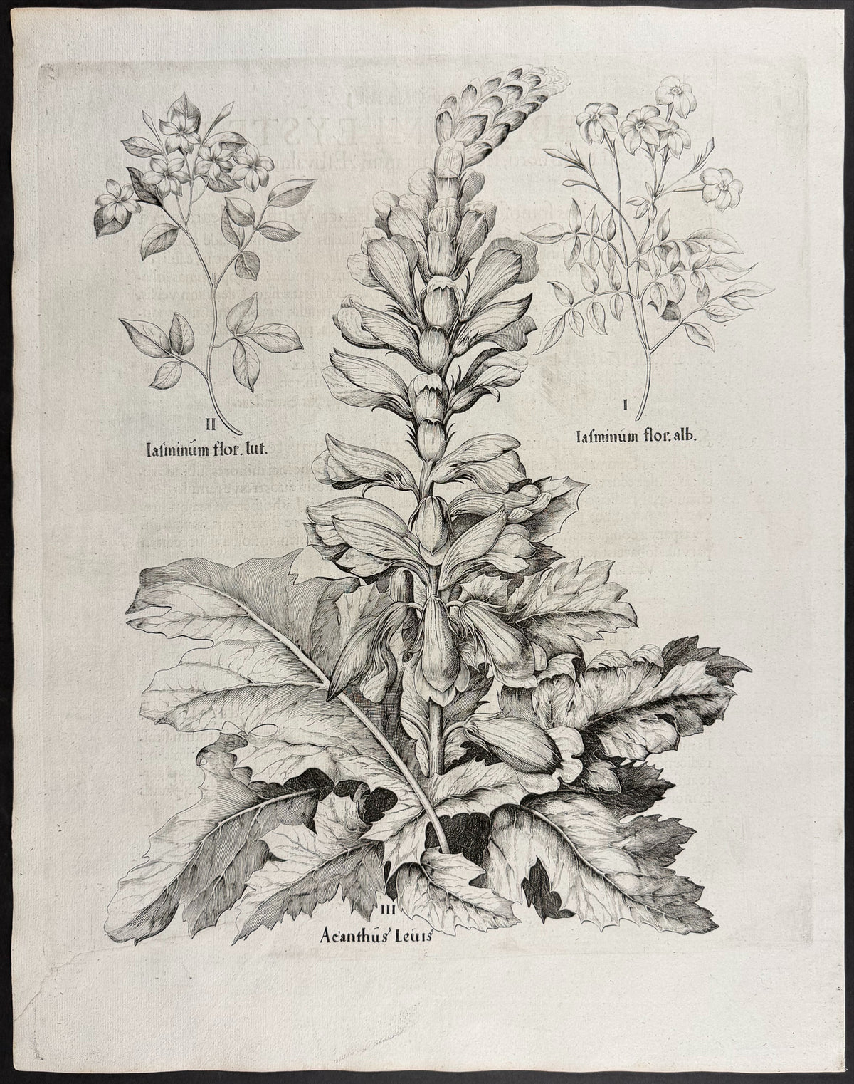 Flowering Deadnettle [Latminum flore]; Flowering Deadnettle [Latminum flore]; Smooth Bear's Breeches [Acanthus Levis]