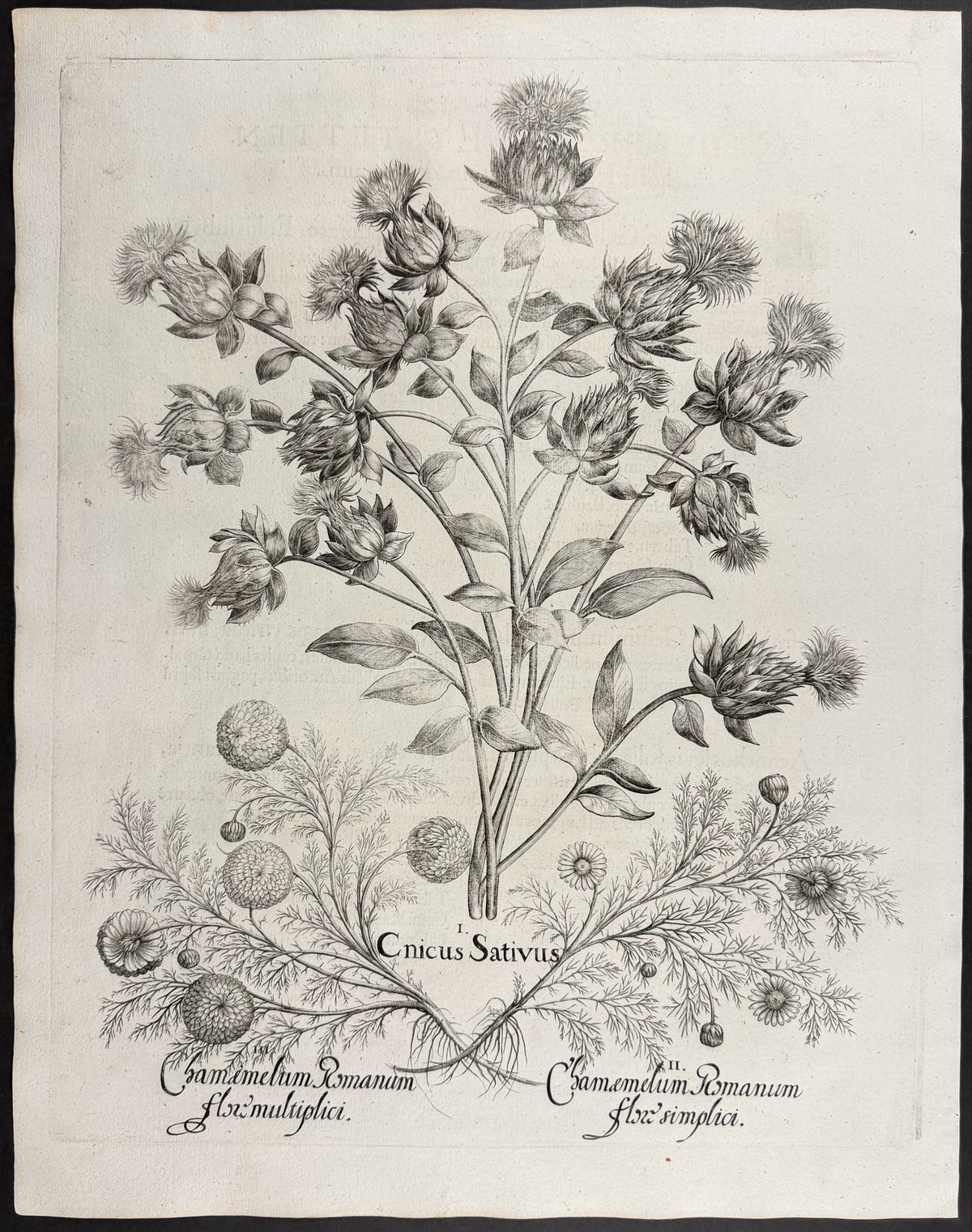 Safflower [Cnicus Sativus]; Roman Chamomile [Chamaemelum Romanum]; Roman Chamomile [Chamaemelum Romanum]