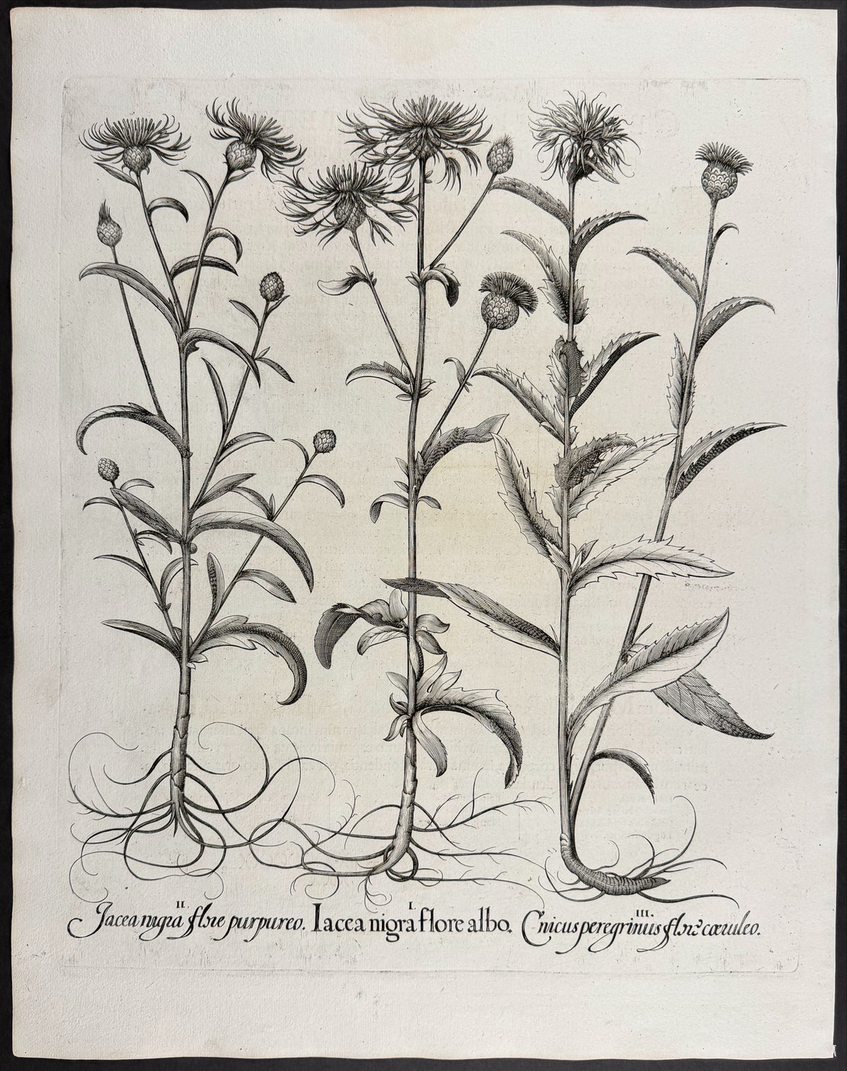 Black Knapweed [Iacea nigra]; Black Knapweed [Iacea nigra]; Foreign Thistle [Cnicus peregrinus]