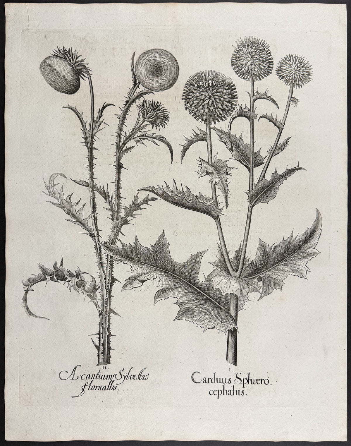 Globe Thistle [Carduus Sphoero]; Wild Cotton Thistle [Acanthium Sylvestris]