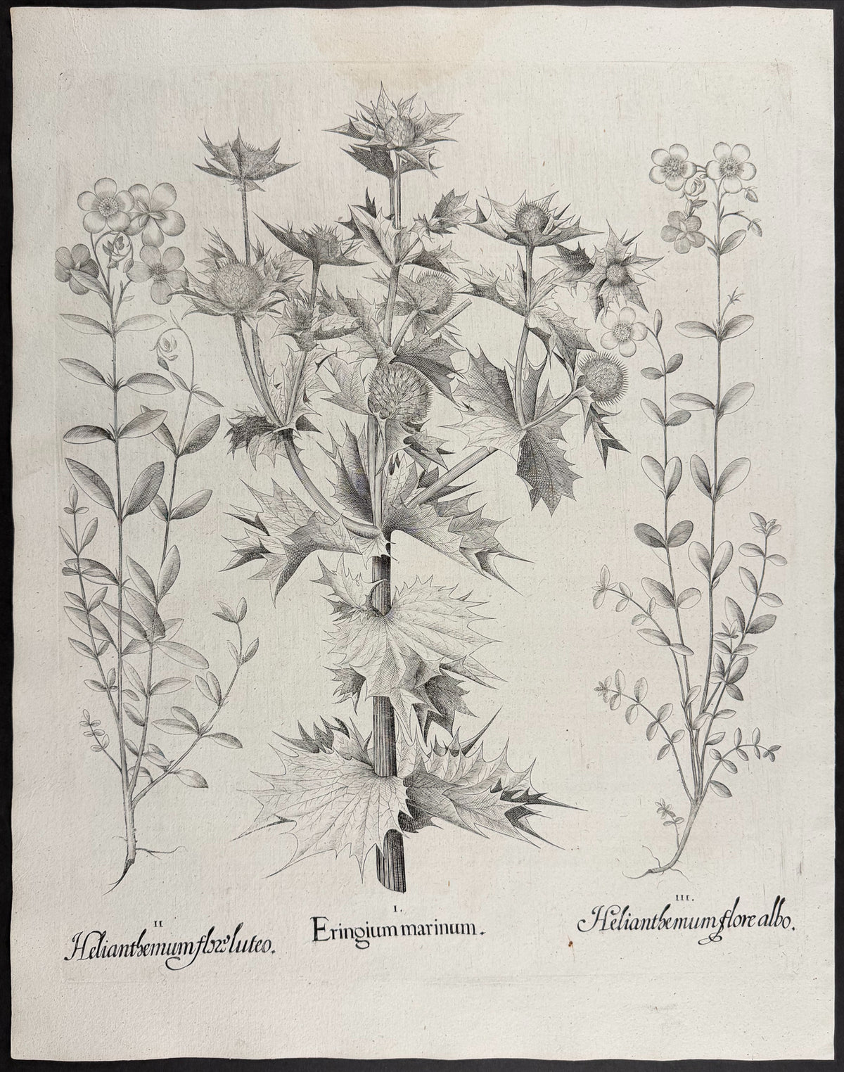 Sea Holly [Eringium marinum]; Rock Rose Phlox [Helianthemum flox]; Flowering Rock Rose [Helianthemum flore]