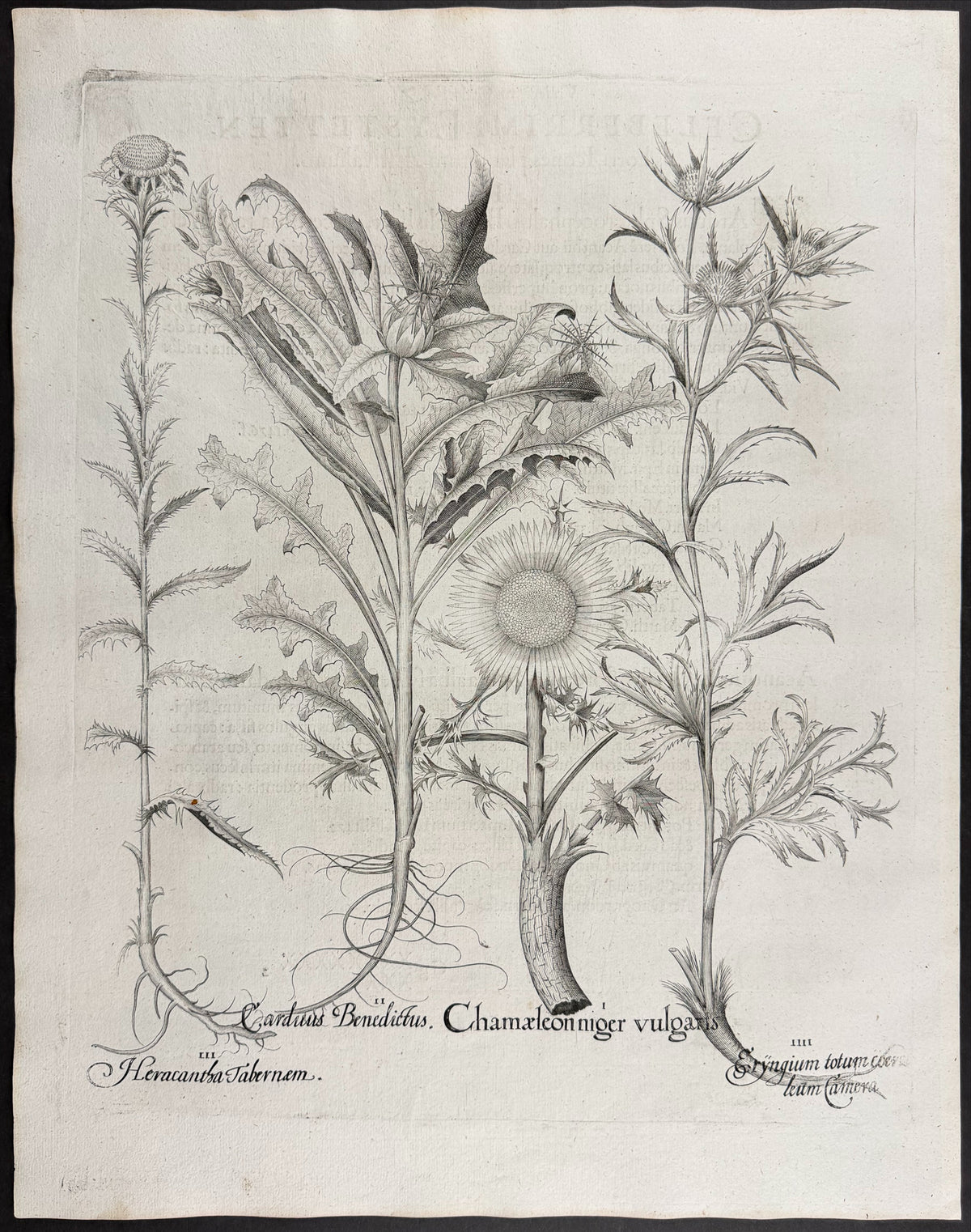 Black Chameleon Thistle [Chamaeleon niger]; Blessed Thistle [Carduus Benedictus]; Tabernaemontanus Thistle [Heracantha Tabernaem]