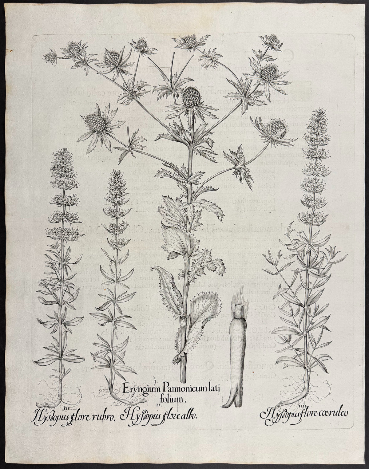 Pannonian Eryngo [Eryngium Pannonicum]; Flowering Hyssop [Hyssopus flore]; Flowering Hyssop [Hyssopus flore]