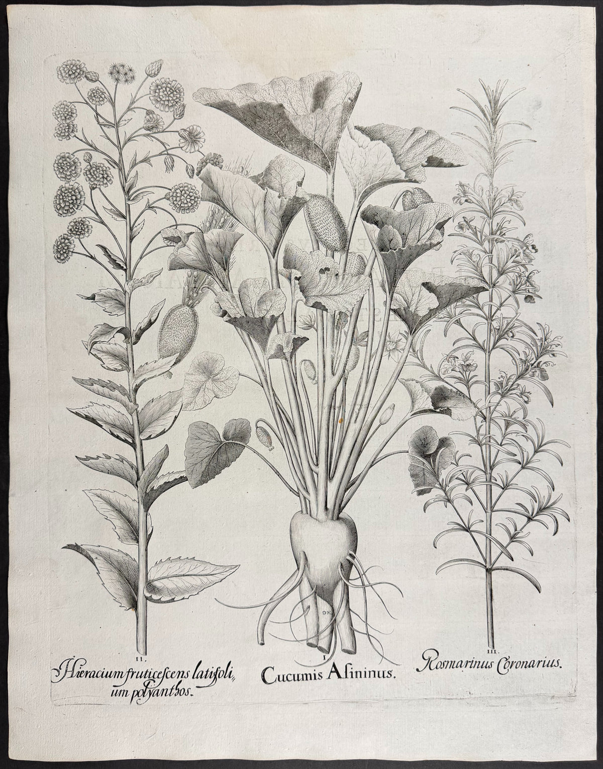 Squirting Cucumber [Cucumis Asininus]; Shrubby Hawkweed [Hieracium fruticescens]; Garland Rosemary [Rosmarinus Coronarius]