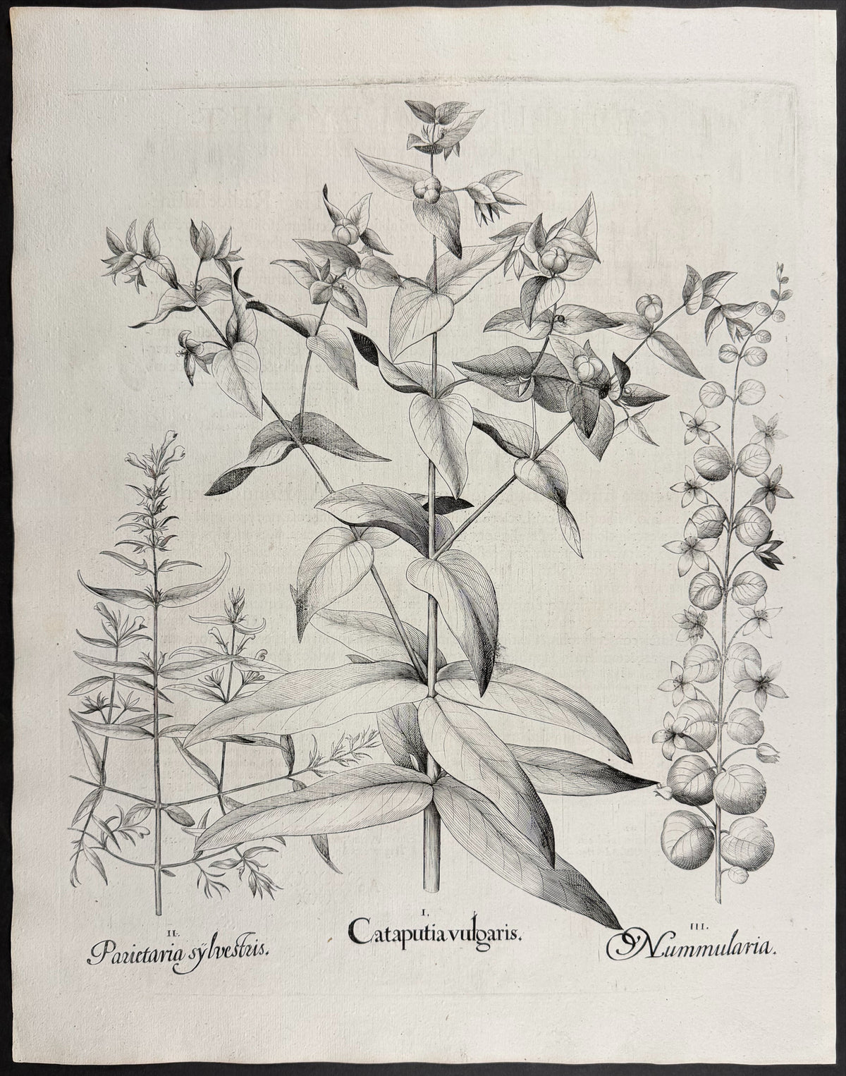 Caper Spurge [Cataputia vulgaris]; Wild Pellitory-of-the-wall [Parietaria sylvestris]; Moneywort [Nummularia]