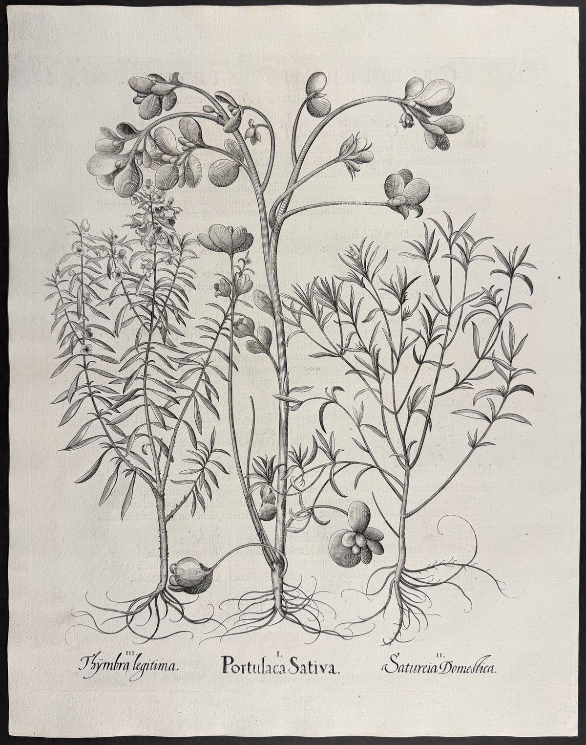 Garden Purslane [Portulaca Sativa]; Summer Savory [Satureia Domestica]; True Winter Savory [Thymbra legitima]