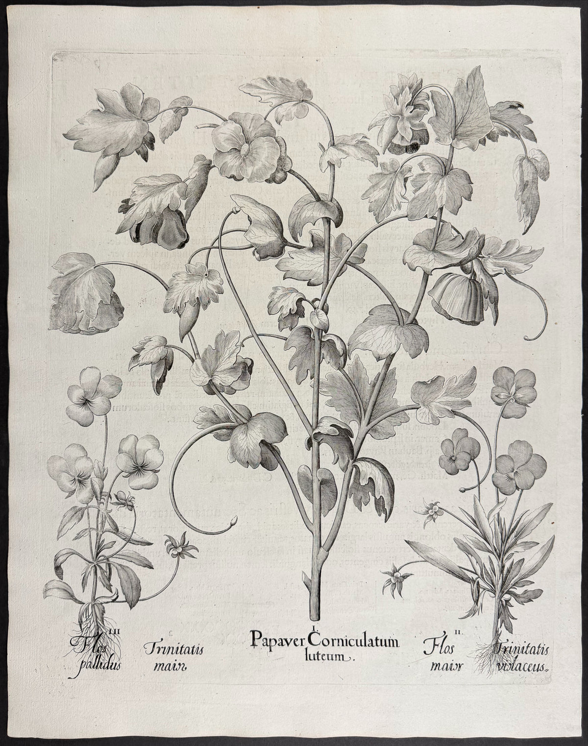 Horned Poppy [Papaver Corniculatum]; Greater Flower [Flos maior]; Pale Flower [Flos pallidus]