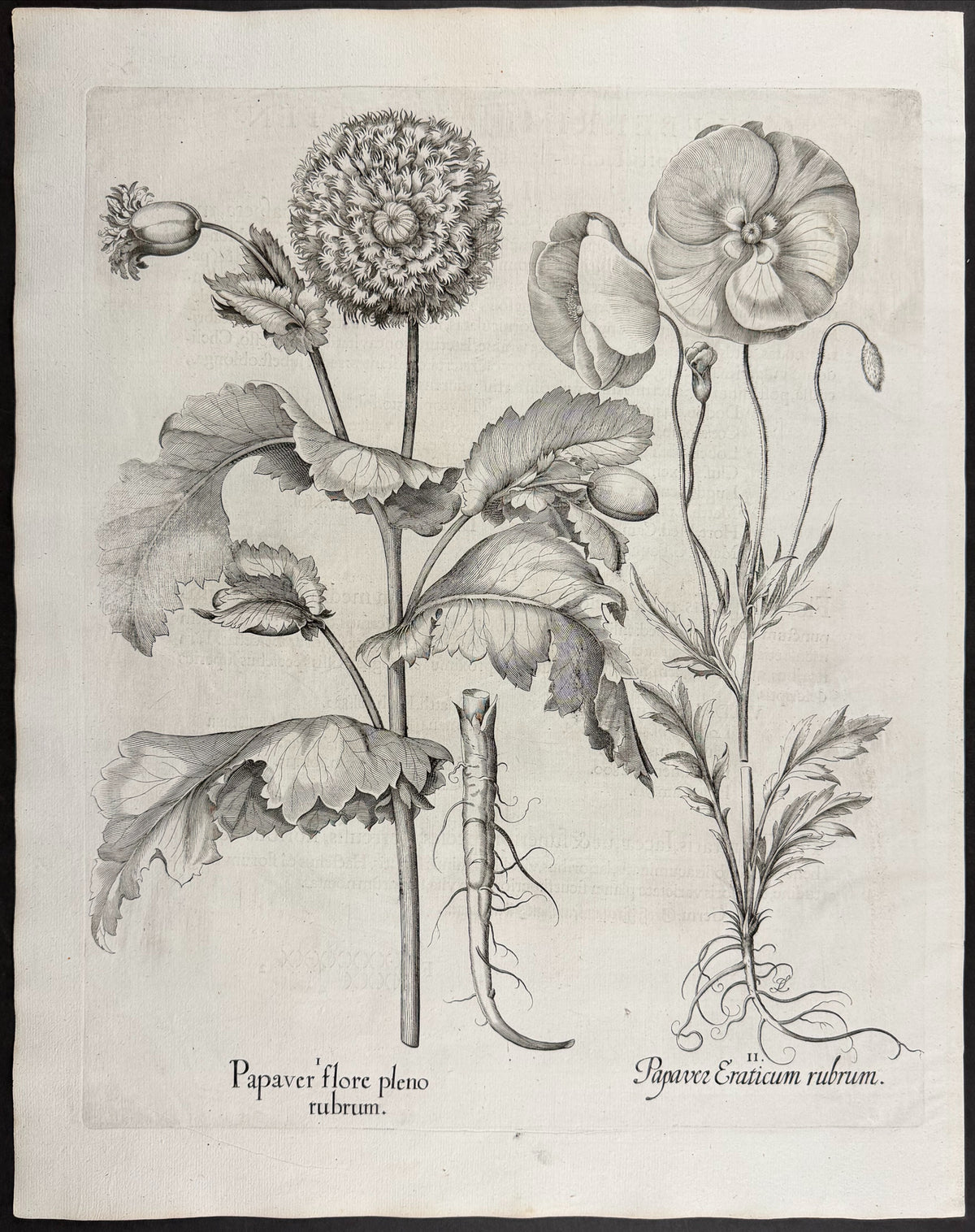 Flowering Poppy [Papaver flore]; Wild Corn Poppy [Papaver Eraticum]