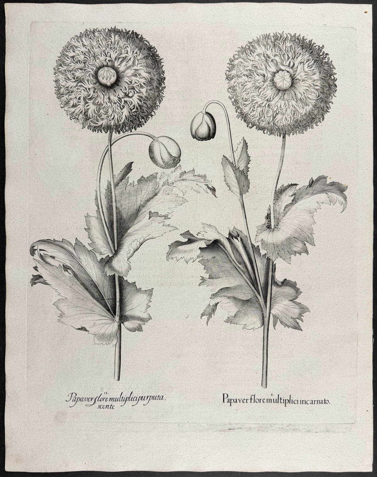 Flowering Poppy [Papaver flore]