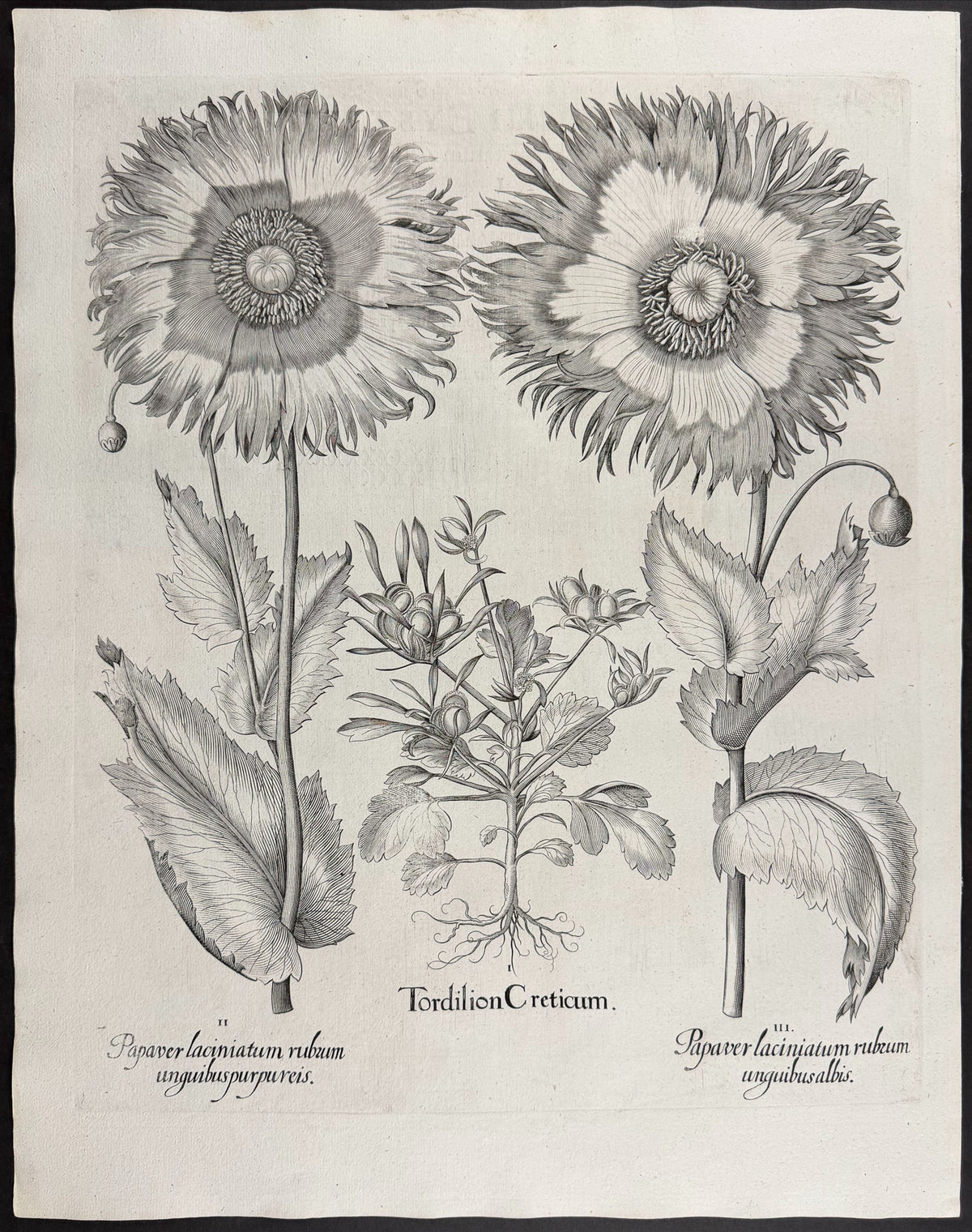 Cretan Hartwort [Tordilion Creticum]; Fringed Poppy [Papaver laciniatum]; Fringed Poppy [Papaver laciniatum]