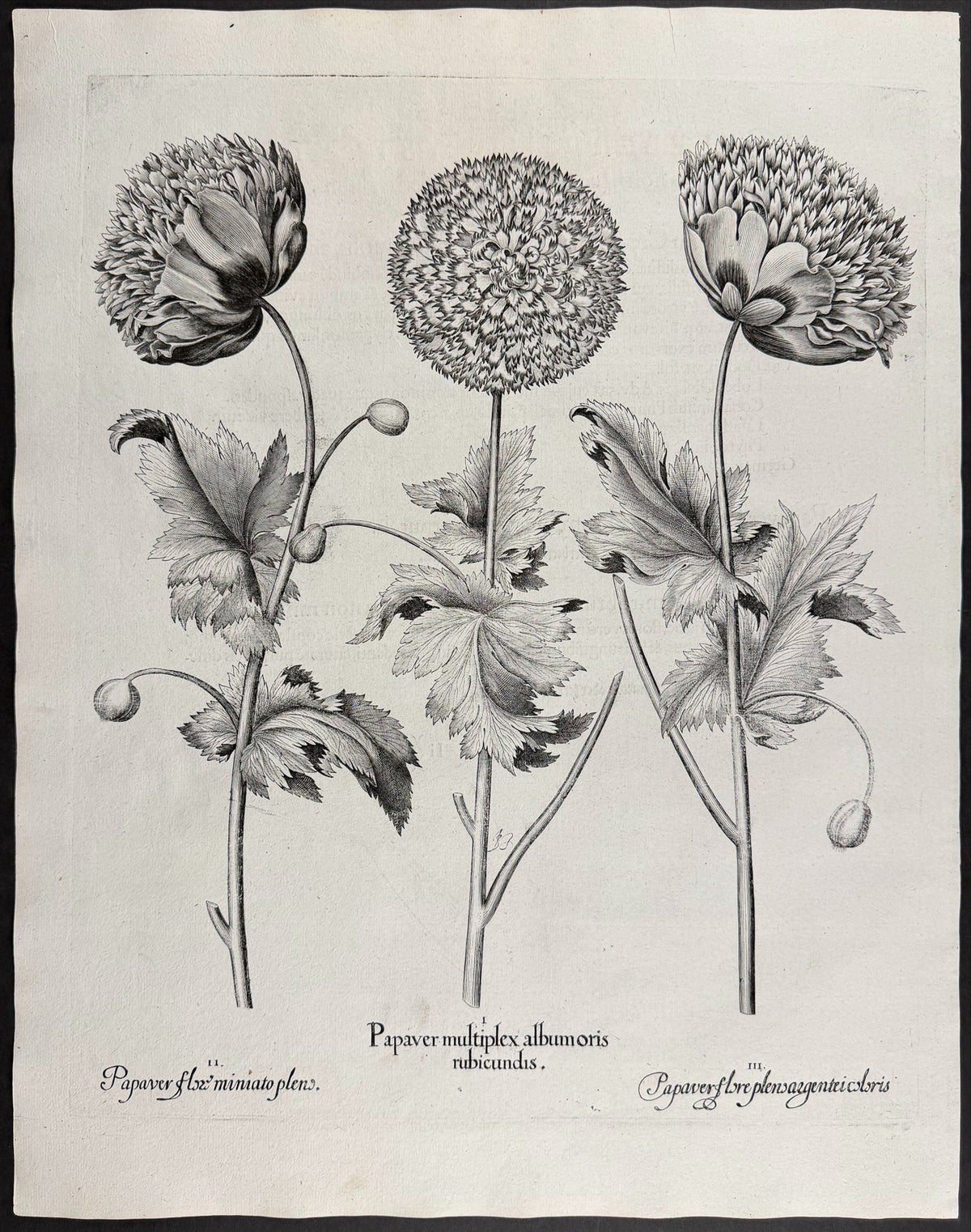 Double Poppy [Papaver multiplex]; Flowering Poppy [Papaver flore]; Poppy Phlox [Papaver flox]