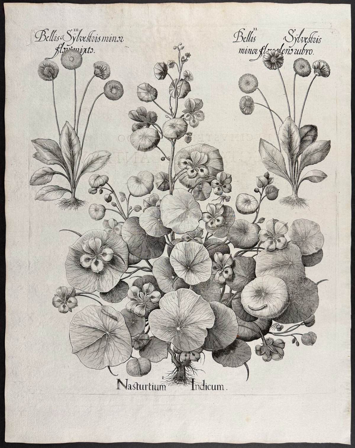 Indian Cress (Nasturtium) [Nasturtium Indicum]; Wild Daisy [Bellis Sylvestris]; Wild Daisy [Bellis Sylvestris]