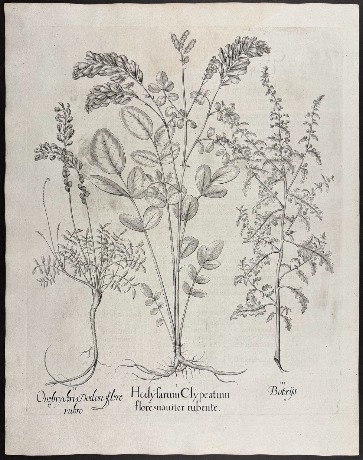 French Honeysuckle [Hedysarum Clypeatum]; Dodoens' Sainfoin [Onobrycbris Dodon]; Oak of Jerusalem [Botrys]