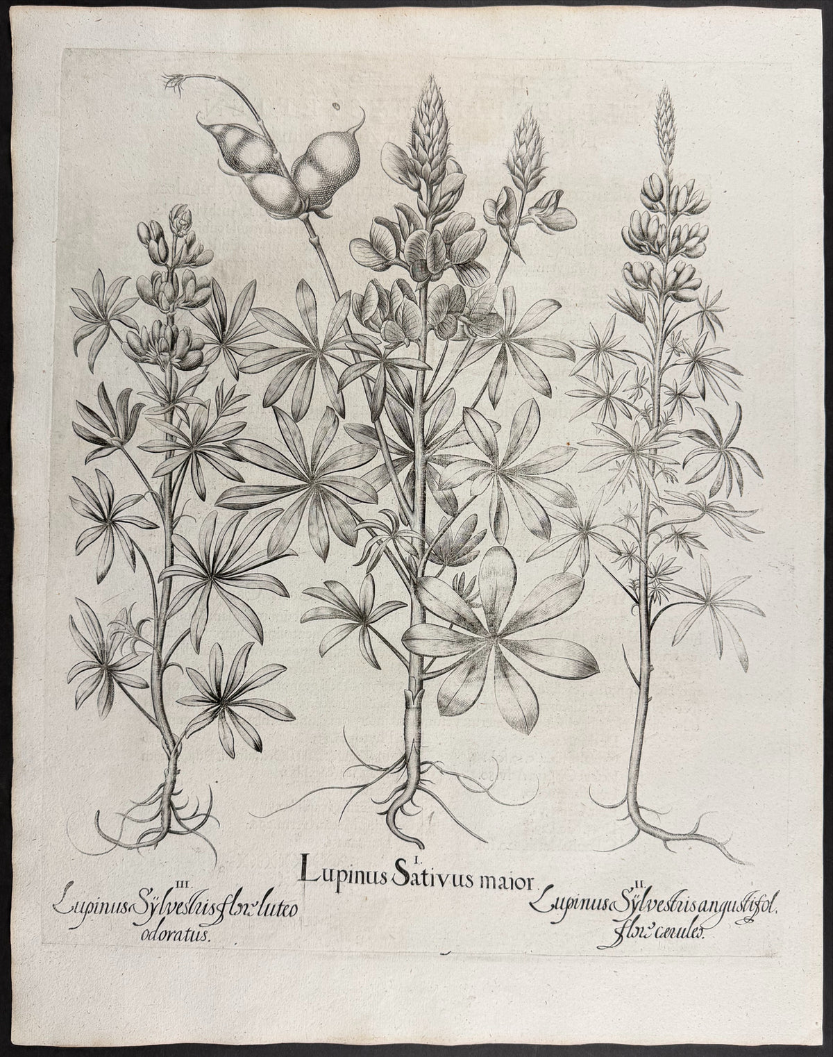 Cultivated Lupine [Lupinus Sativus]; Wild Lupine [Lupinus Sylvestris]; Wild Lupine [Lupinus Sylvestris]