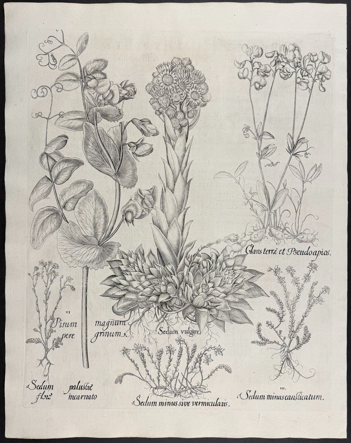 Common Houseleek [Sedum vulgare]; Marsh Stonecrop [Sedum palustre]; Lesser Stonecrop [Sedum minus]