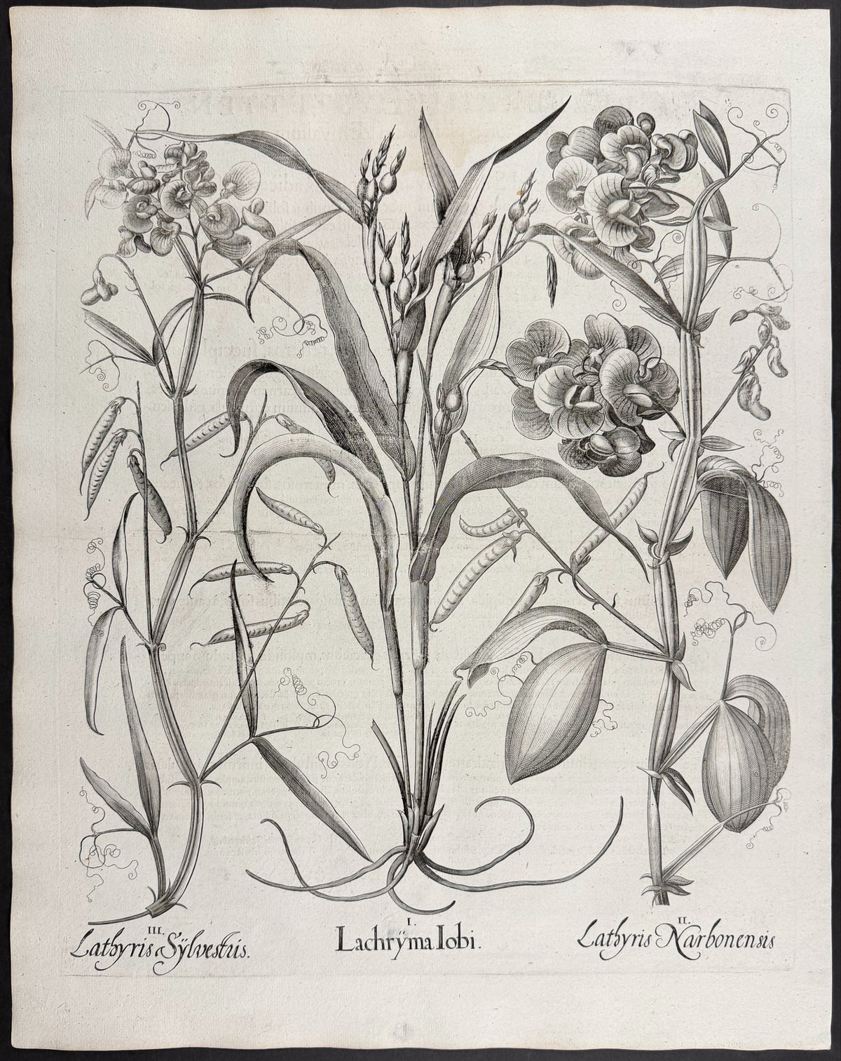 Job's Tears [Lachryma Iobi]; Narbonne Vetch [Lathyris Narbonensis]; Wild Vetchling [Latbyris Sylvestris]
