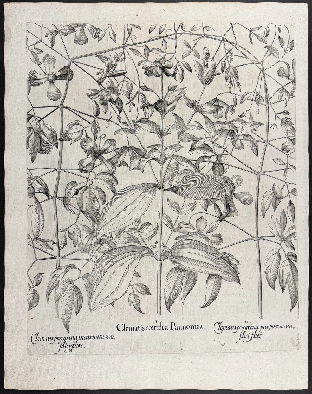 Blue Clematis [Clematis coerulea]; Virgin's Bower [Clematis peregrina]; Virgin's Bower [Clematis peregrina]