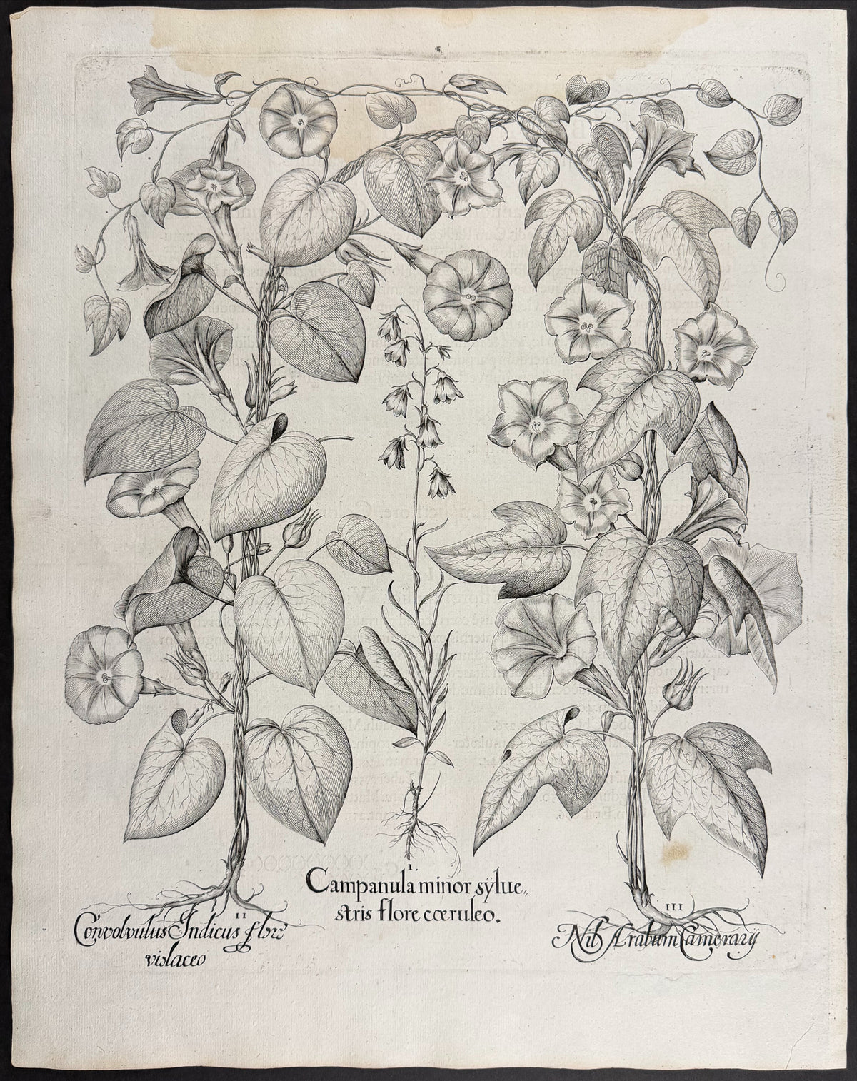 Lesser Bellflower [Campanula minor]; Indian Morning Glory [Convolvulus Indicus]; Arabian Indigo / Morning Glory [Nil Arabium]