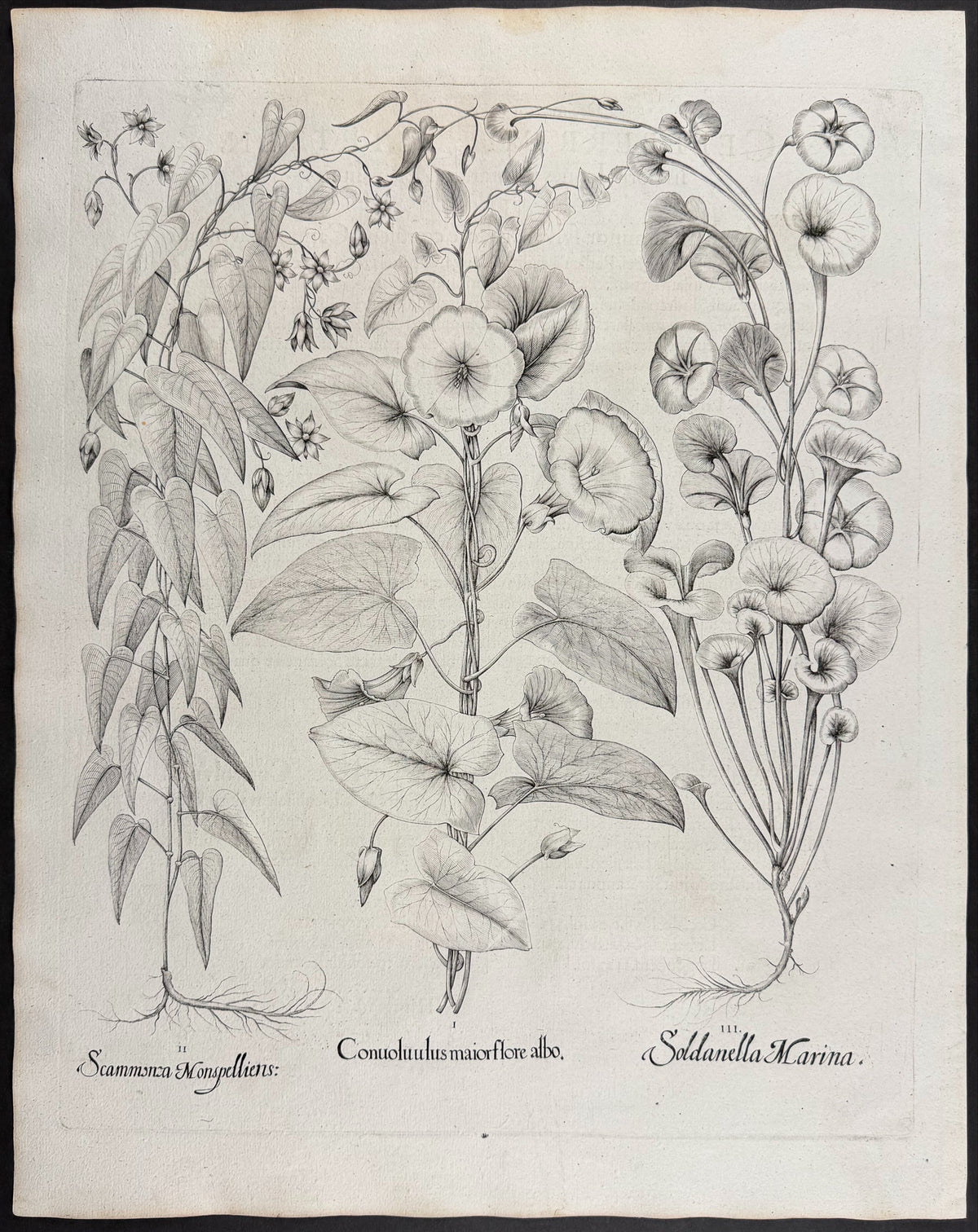 Great Bindweed [Conuoluulus maior]; Montpellier Scammony [Scammona Monspellier]; Sea Bindweed [Soldanella Marina]