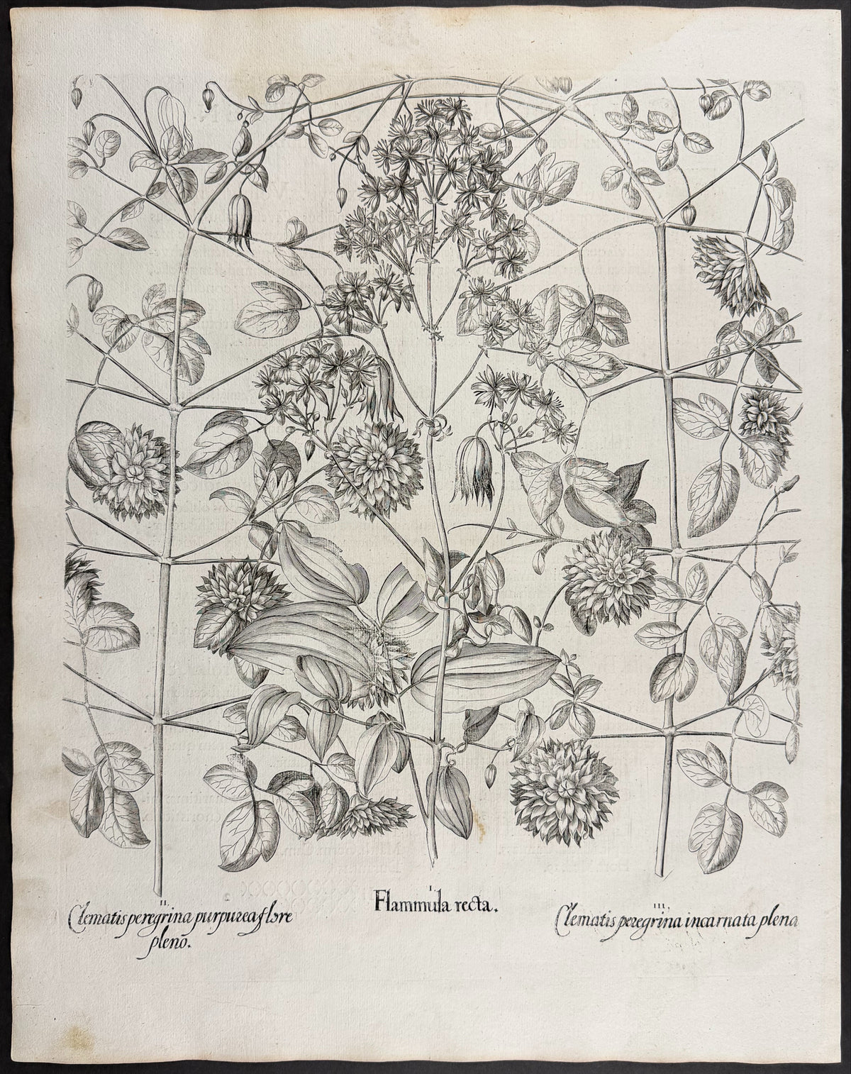 Upright Virgin's Bower [Flammula recta]; Virgin's Bower [Clematis peregrina]; Virgin's Bower [Clematis peregrina]