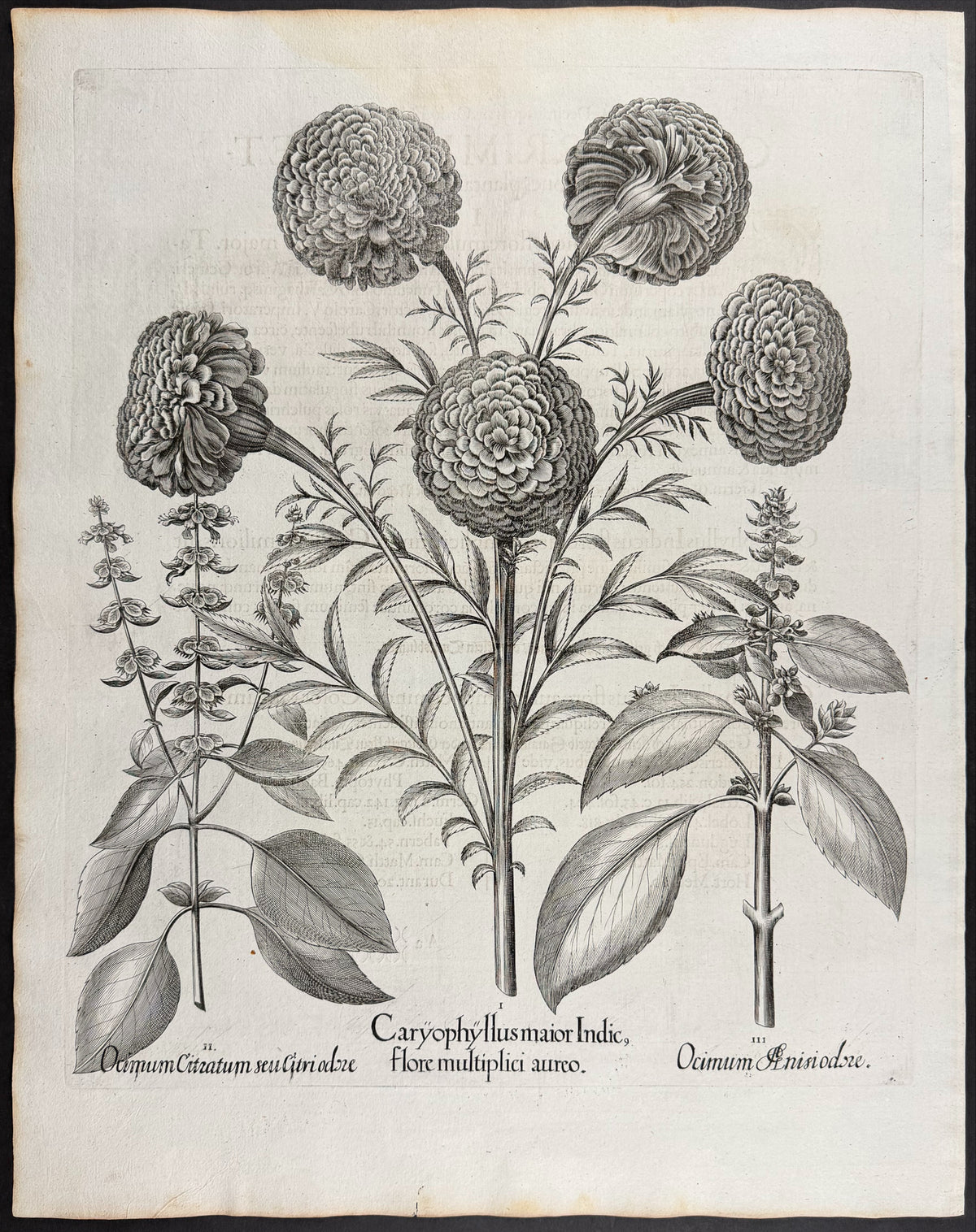 Carnation / Clove Pink [Caryophyllus maior]; Anise-scented Basil [Ocimum Anisiodore]; Lemon Basil [Ocimum Citratum]