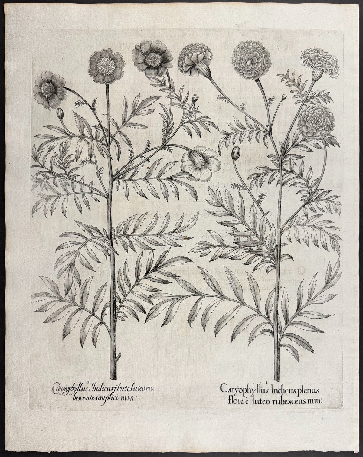 Indian Pink / Marigold [Caryophyllus Indicus]