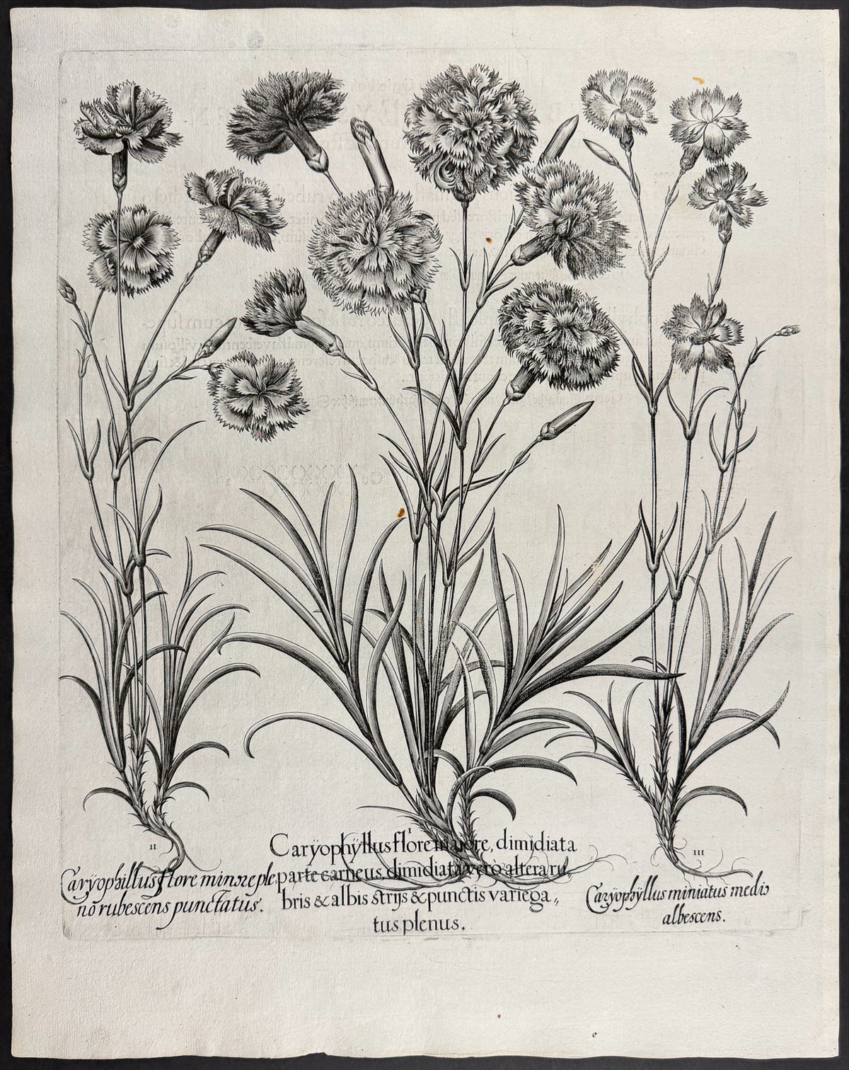 Flowering Carnation [Caryophyllus flore]; Flowering Carnation [Caryophyllus flore]; Scarlet Carnation [Caryophyllus miniatus]