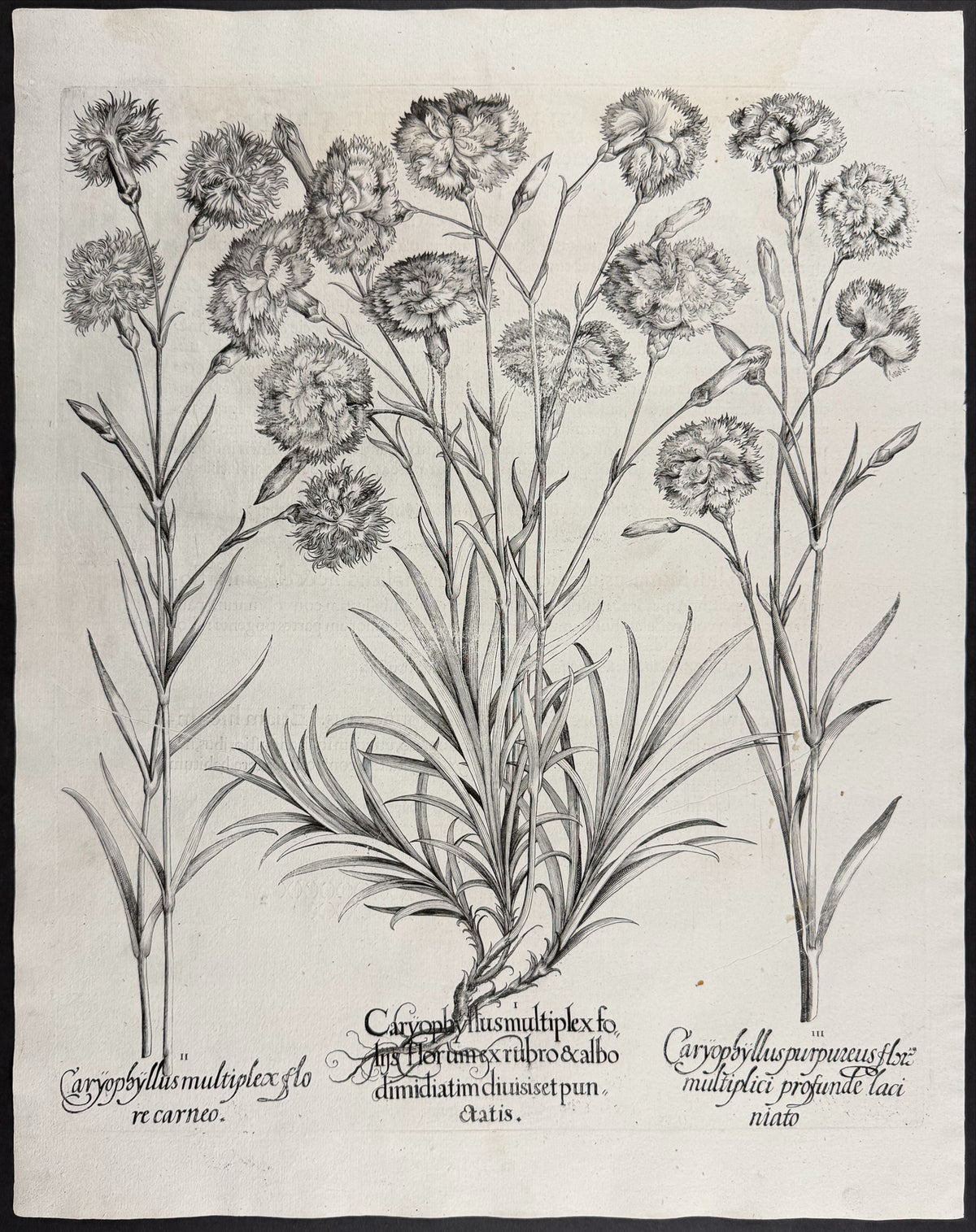 Double Carnation [Caryophyllus multiplex]; Double Carnation [Caryophyllus multiplex]; Purple Carnation [Caryophyllus purpureus]