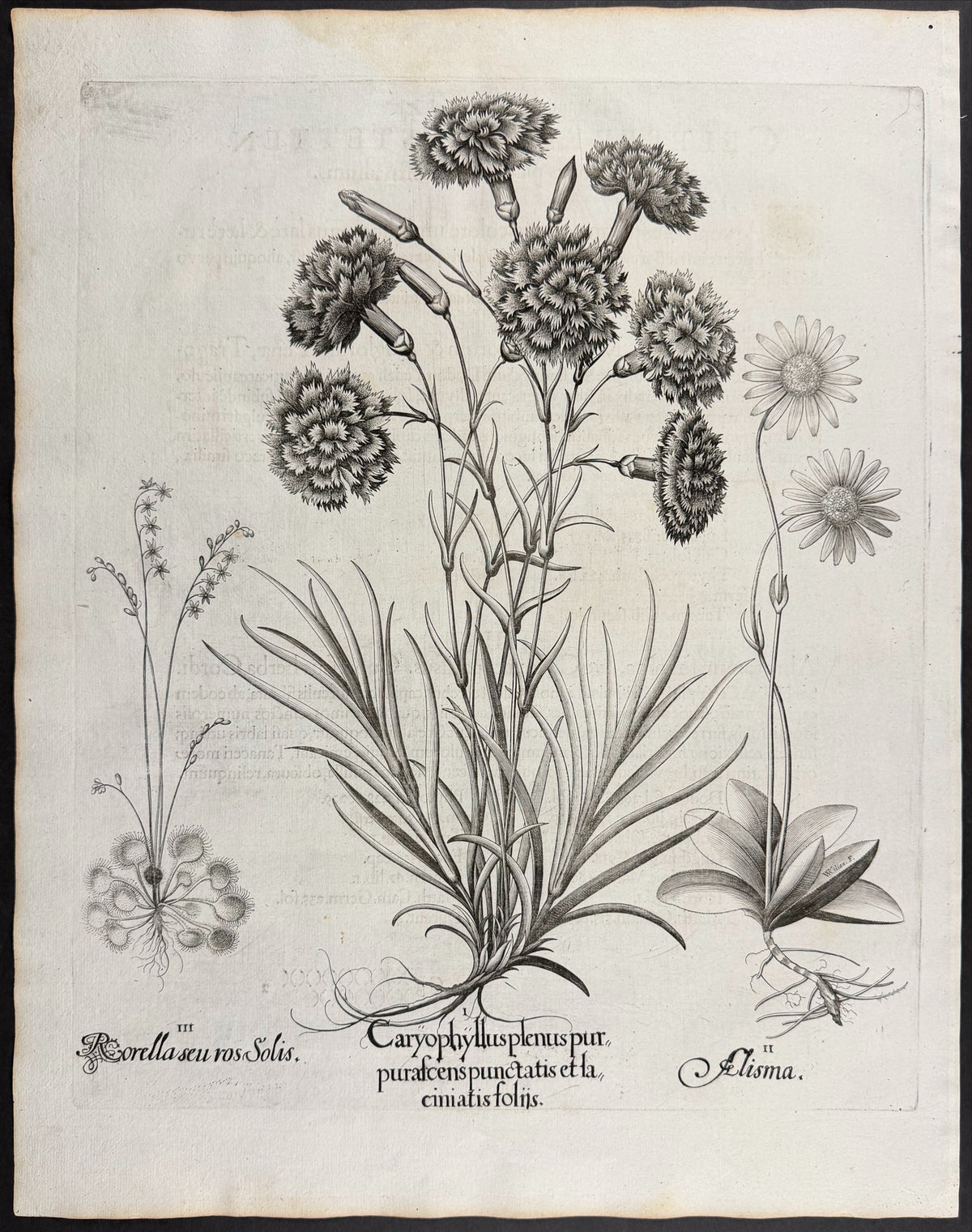 Double Carnation [Caryophyllus plenus]; Water Plantain [Alisma]; Sundew [Rorella seu ros Solis]