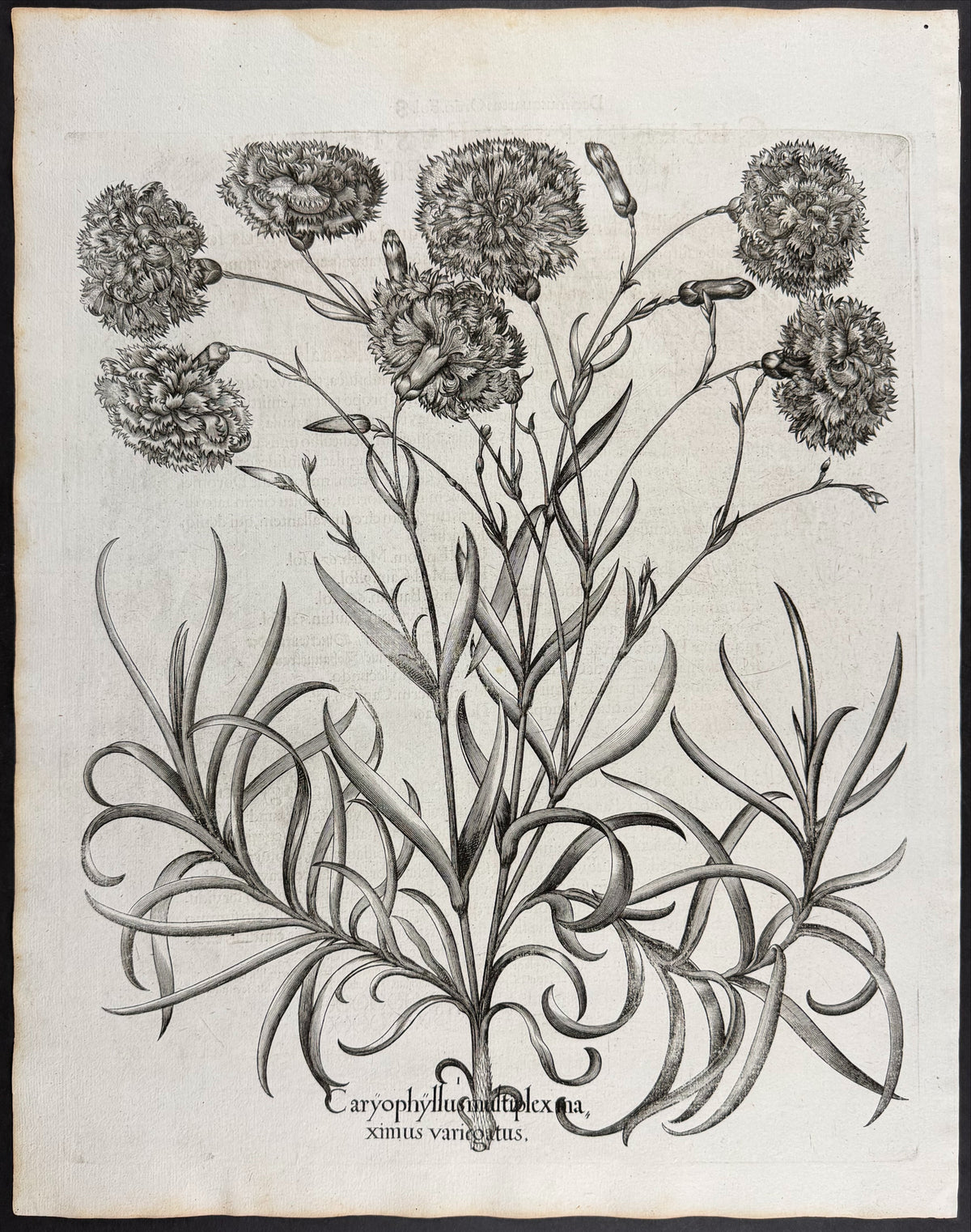 Greatest Variegated Double Carnation [Caryophyllus multiplex maximus variegatus]
