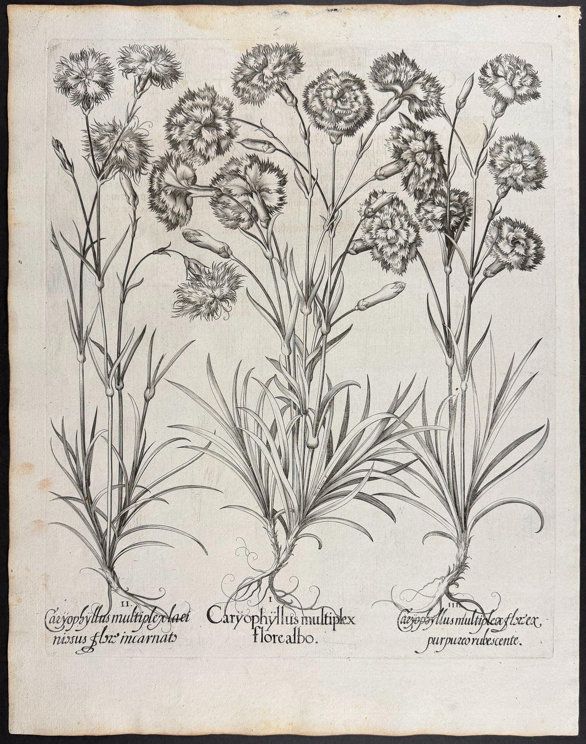 Double Carnation [Caryophyllus multiplex]