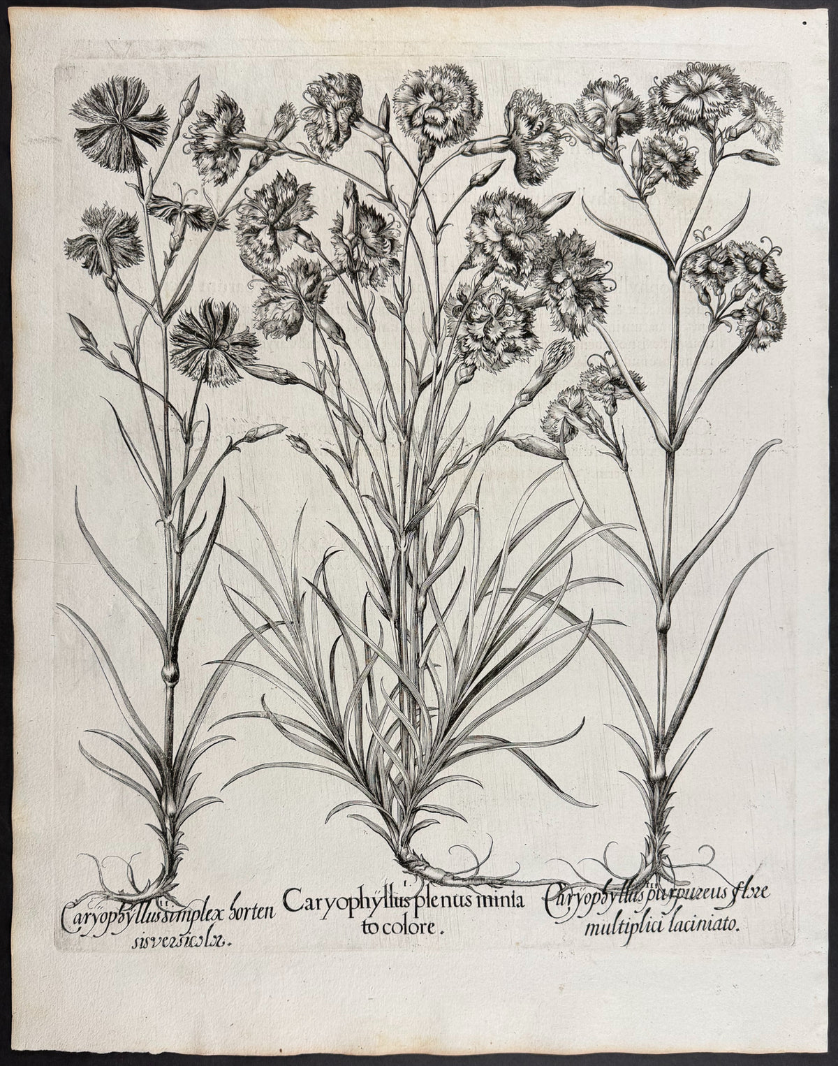 Double Carnation [Caryophyllus plenus]; Purple Carnation [Caryophyllus purpureus]; Single Pink/Carnation [Caryophyllus simplex]