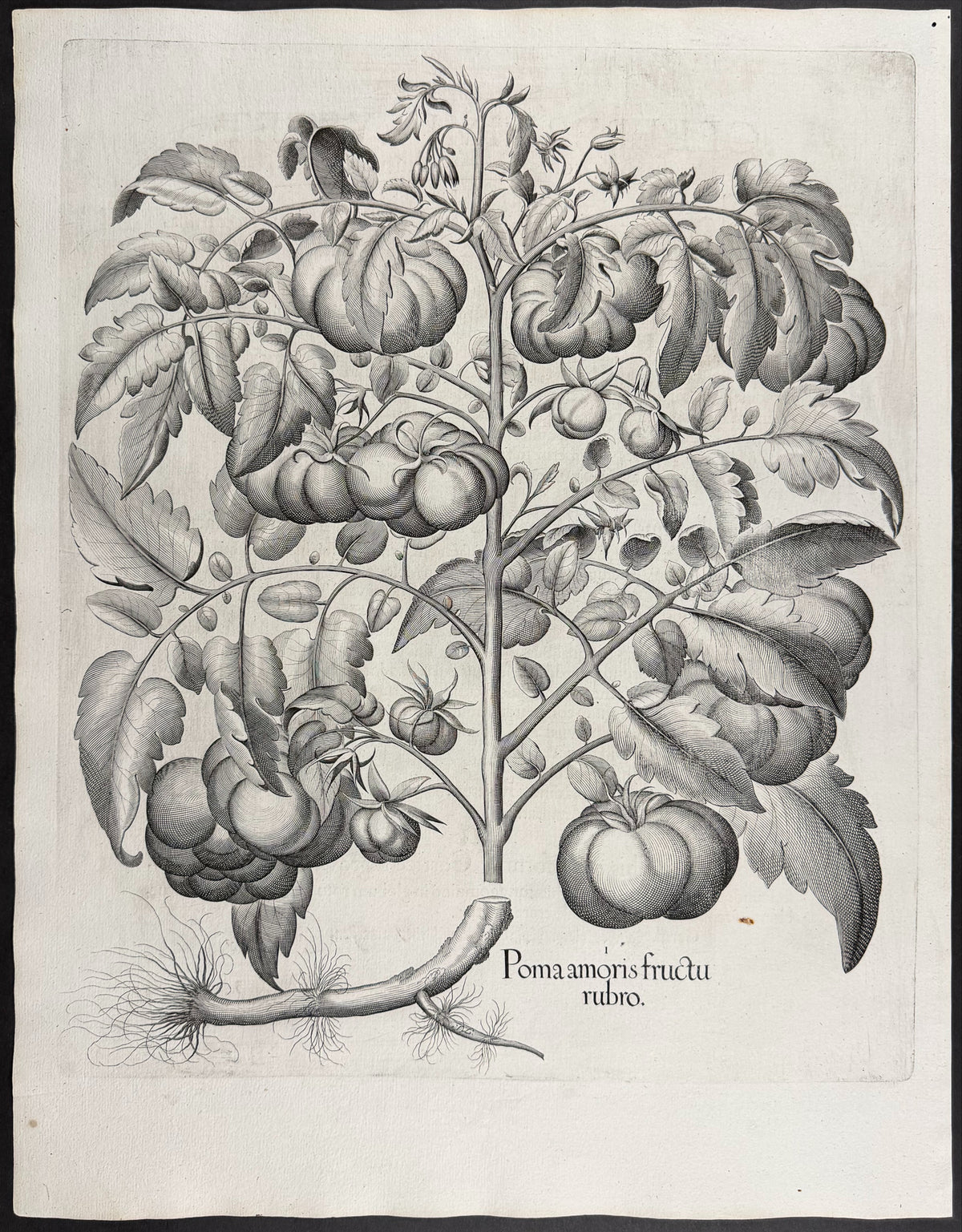 Red-fruited Tomato [Poma amoris fructu rubro]