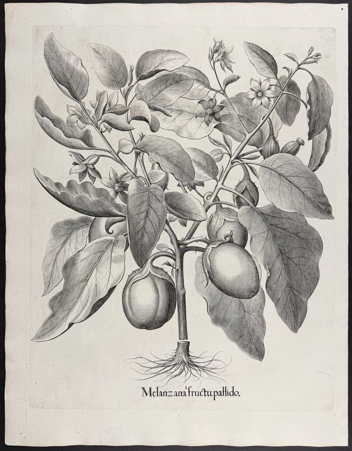 Pale-fruited Eggplant [Melanzana fructu pallido]