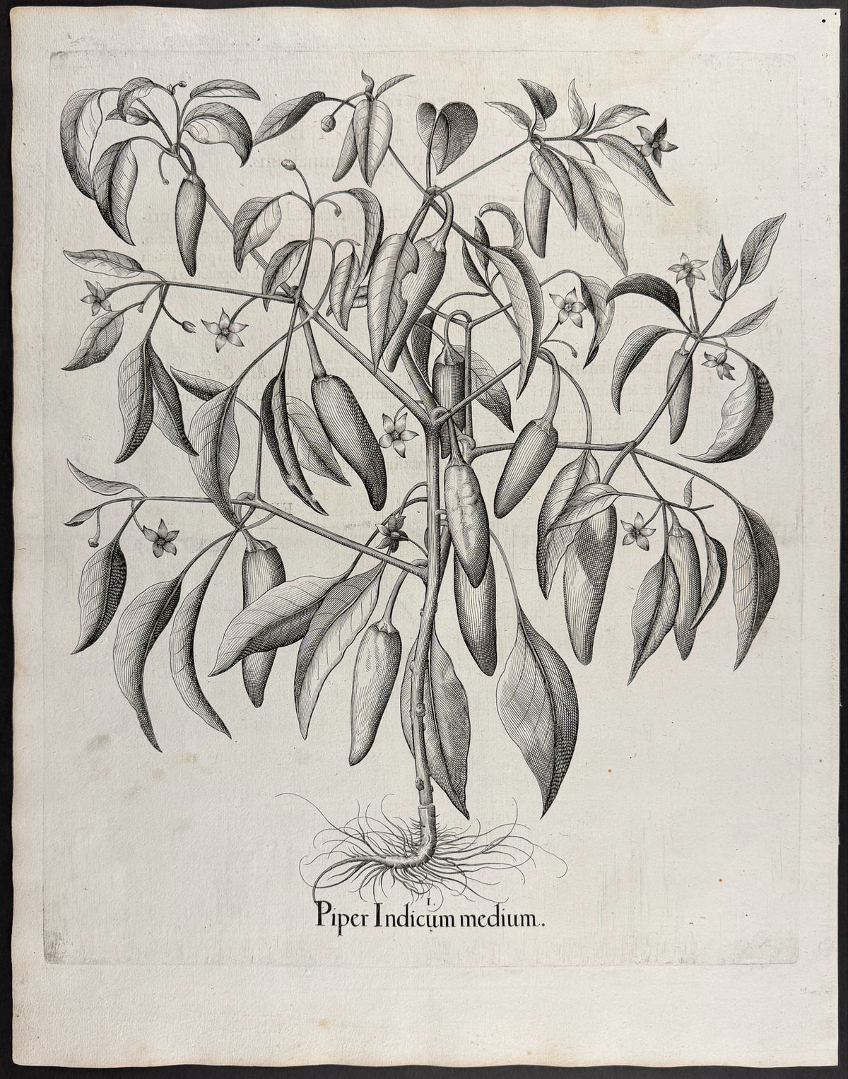 Indian Pepper (Chili) [Piper Indicum]